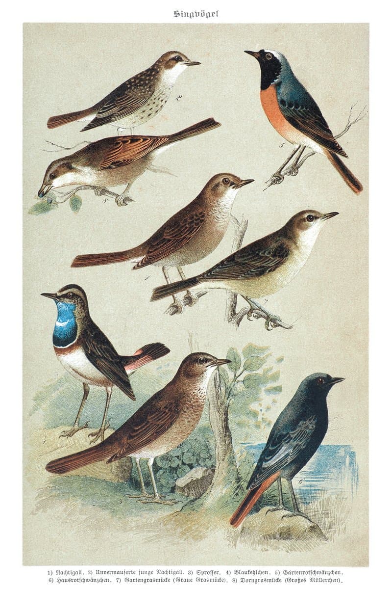 Nightingale and Redstart