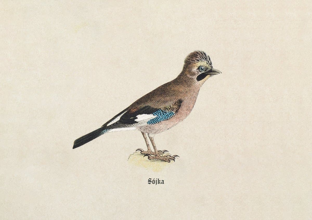 Sójka (Eichelhäher) — rycina botaniczna z Natur-Geschichte der Deutschen Vögel, 1891