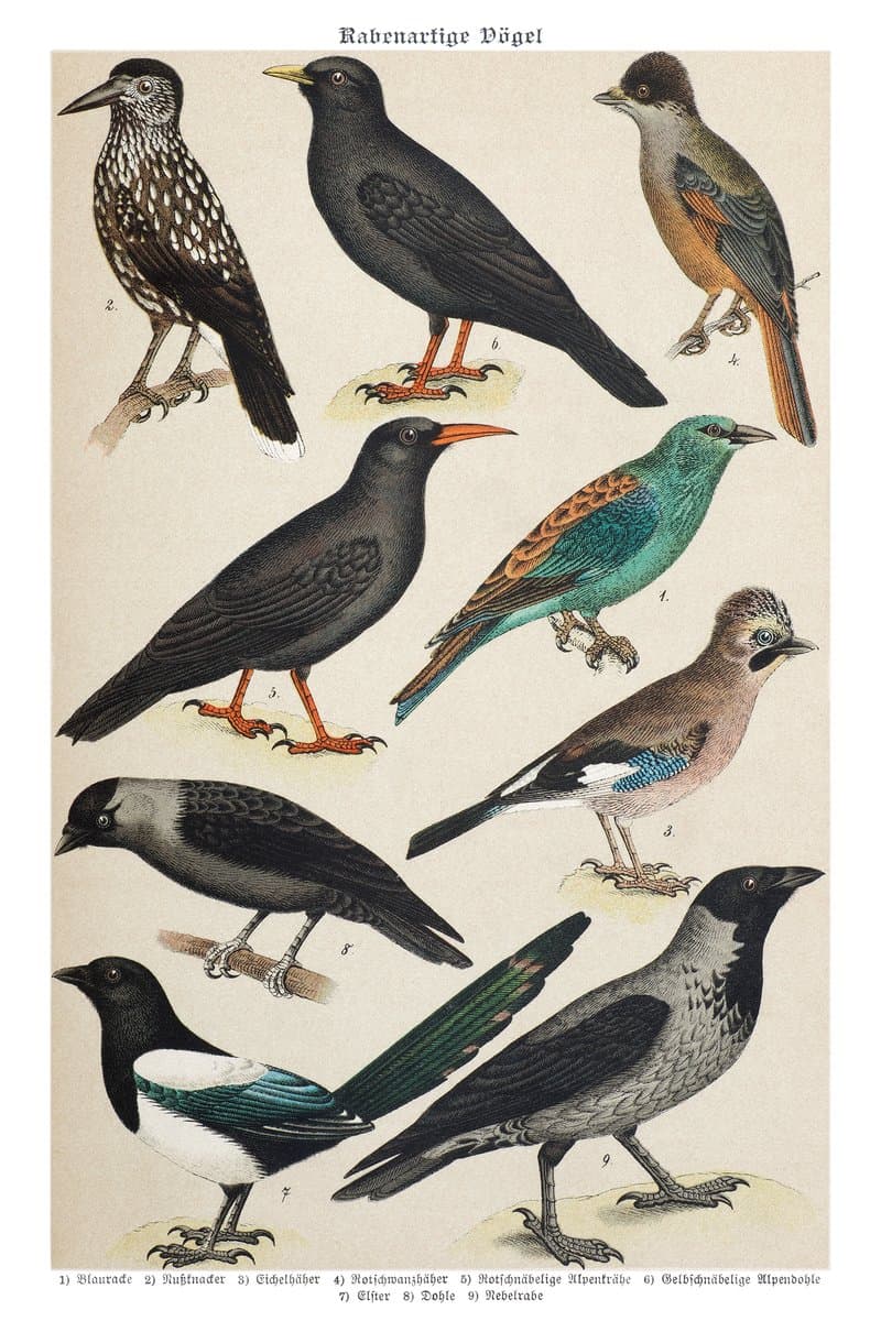 Jay and Magpie