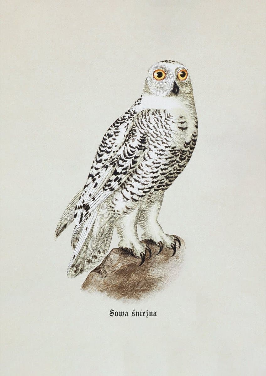 Snowy Owl