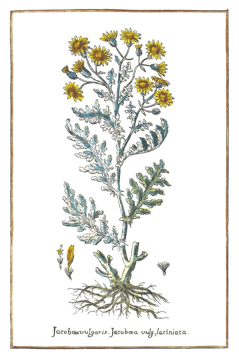 Common Ragwort