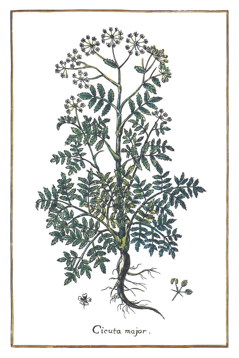 Water Hemlock