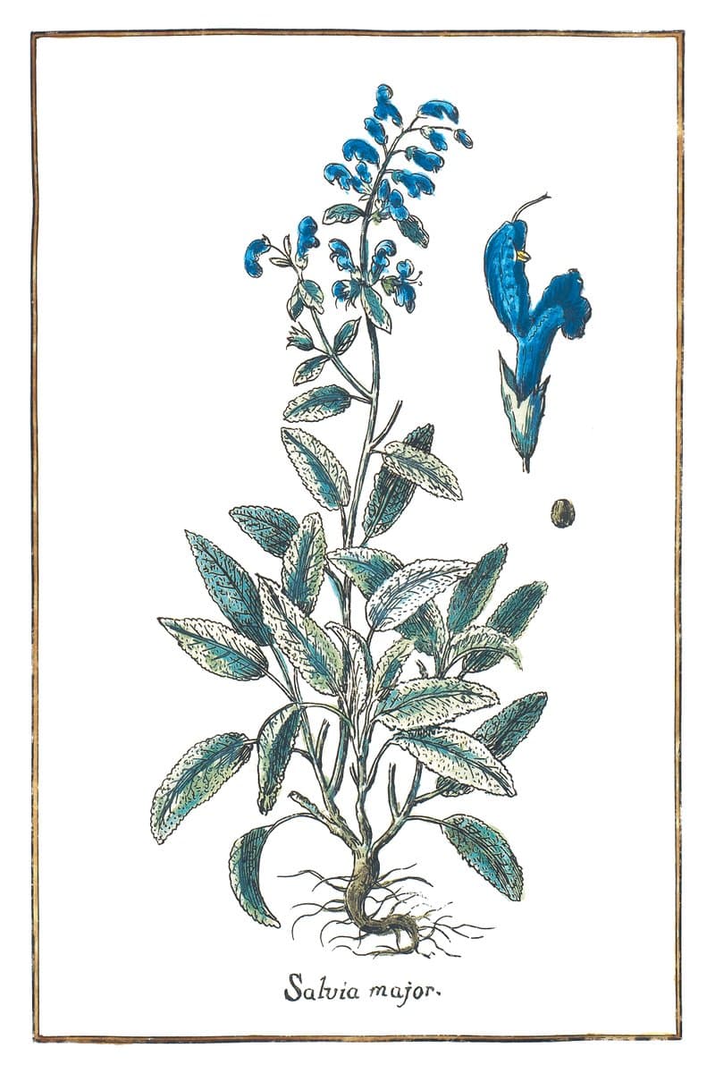 Sage