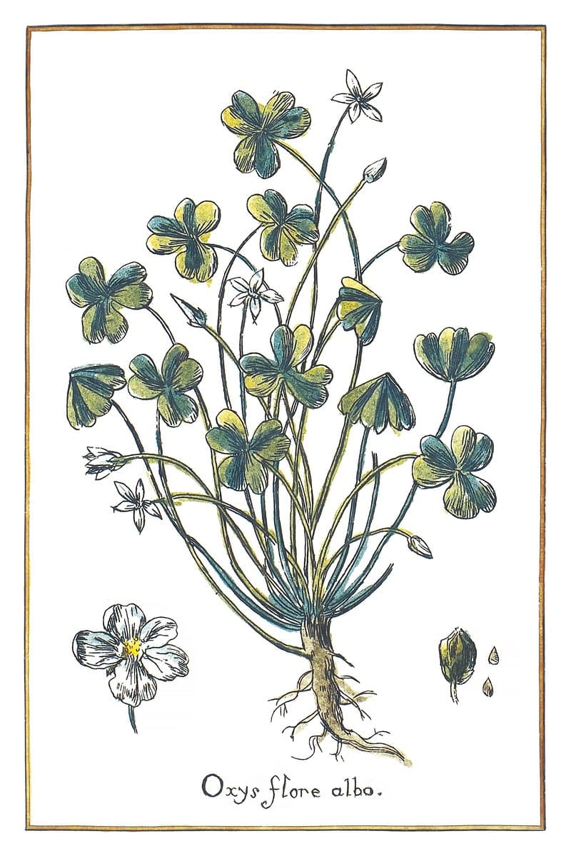 Wood Sorrel