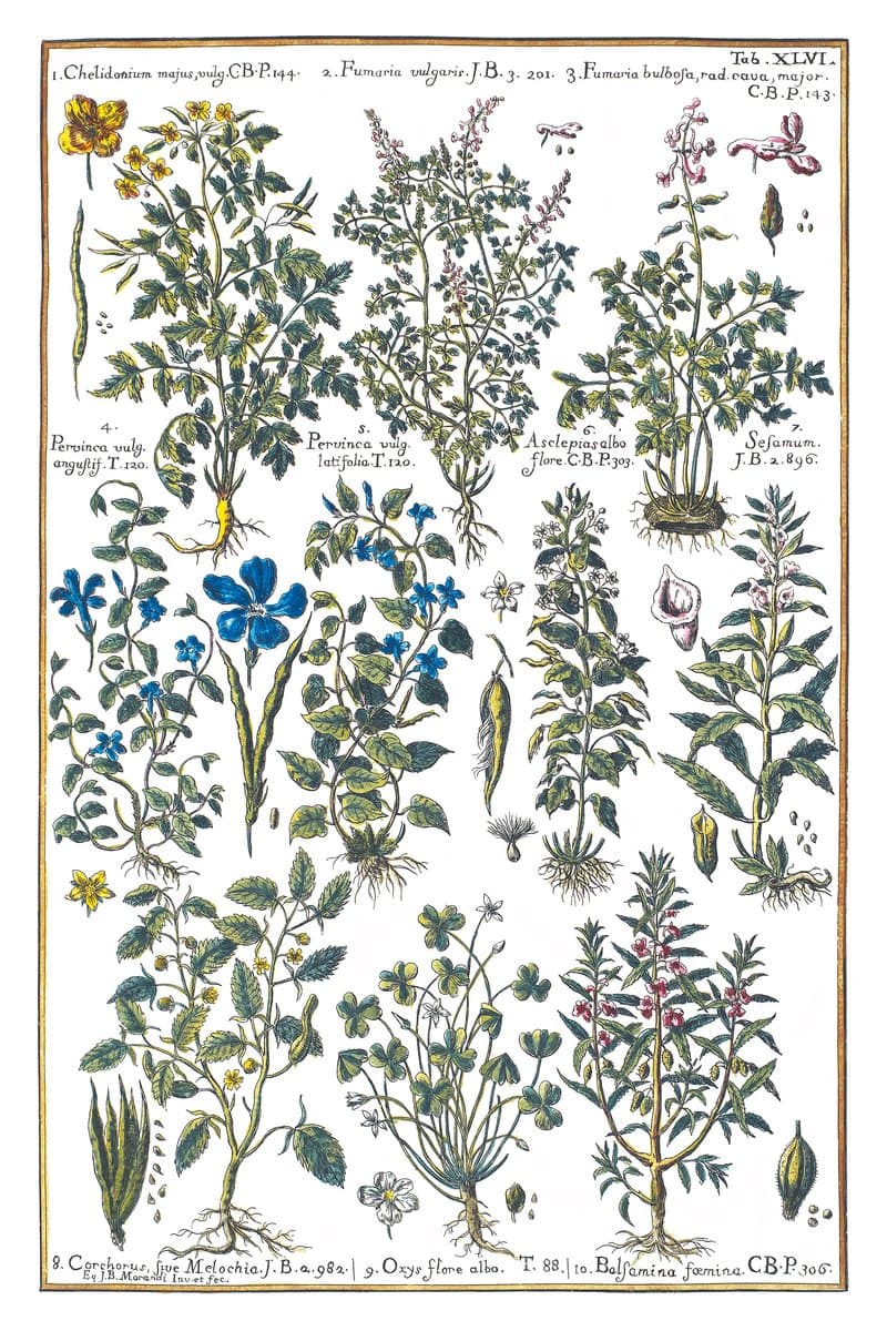 Wood Sorrel and Fumitory