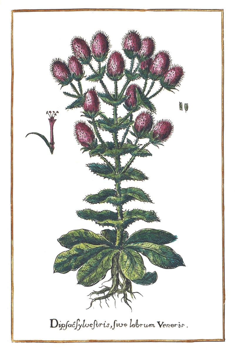 Teasel