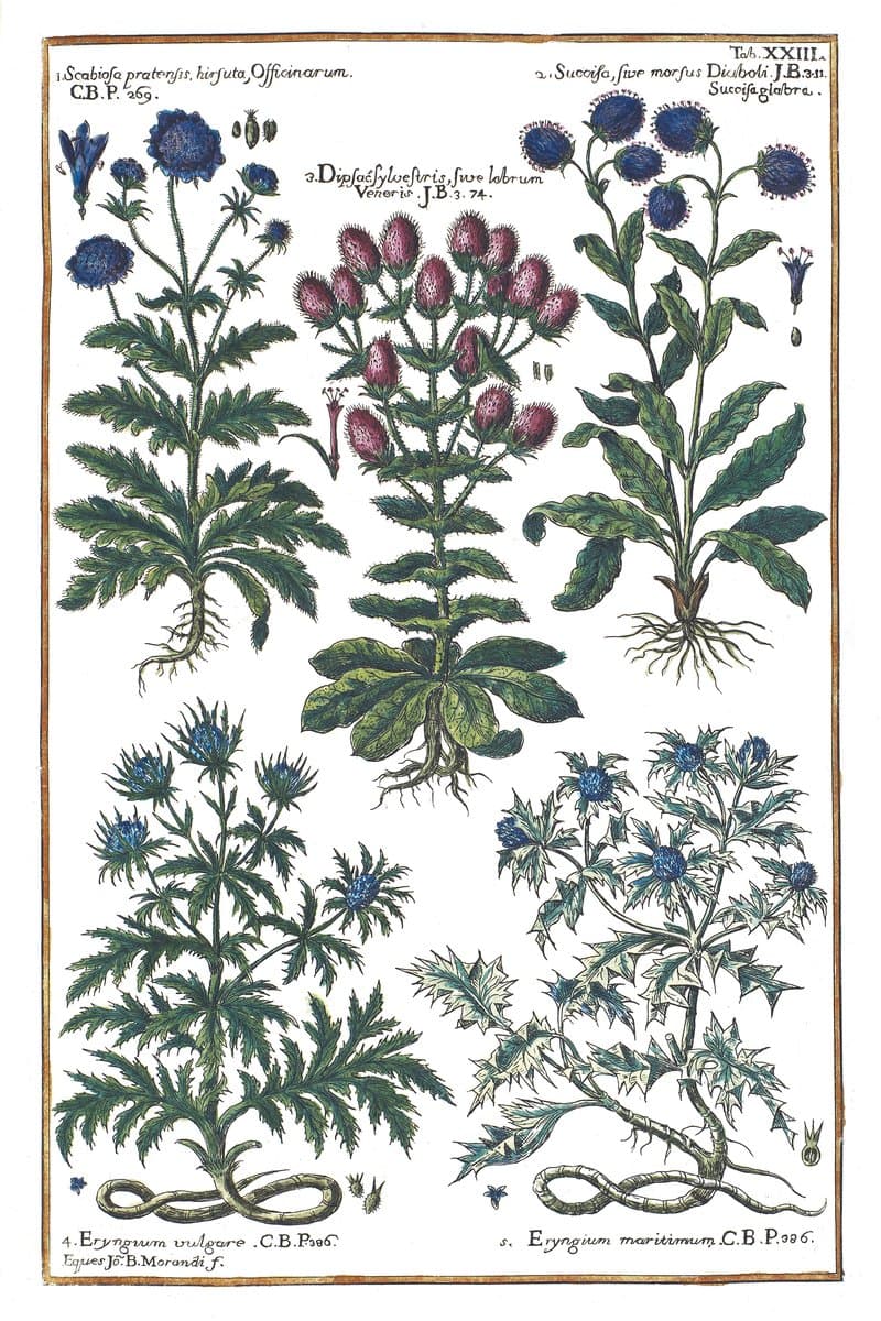 Teasel and Eryngium