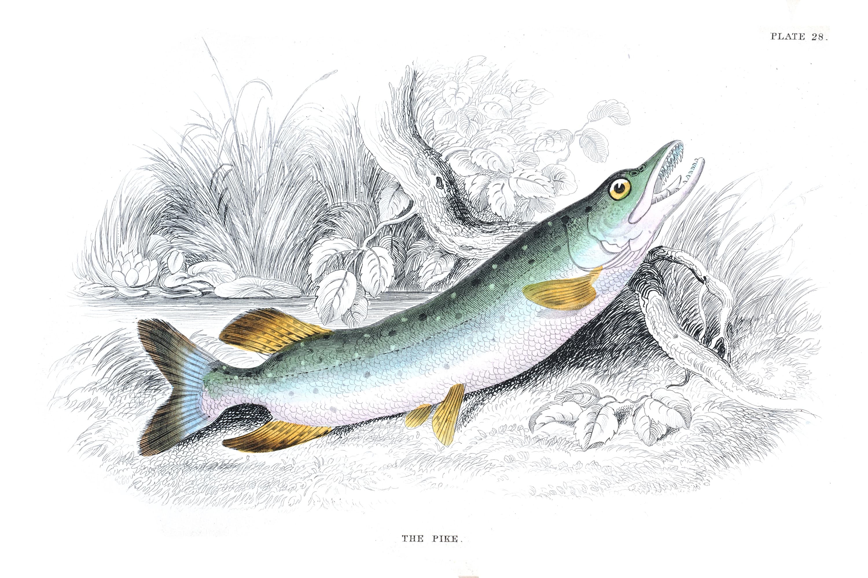 Pike — rycina botaniczna z British Fishes, 1843