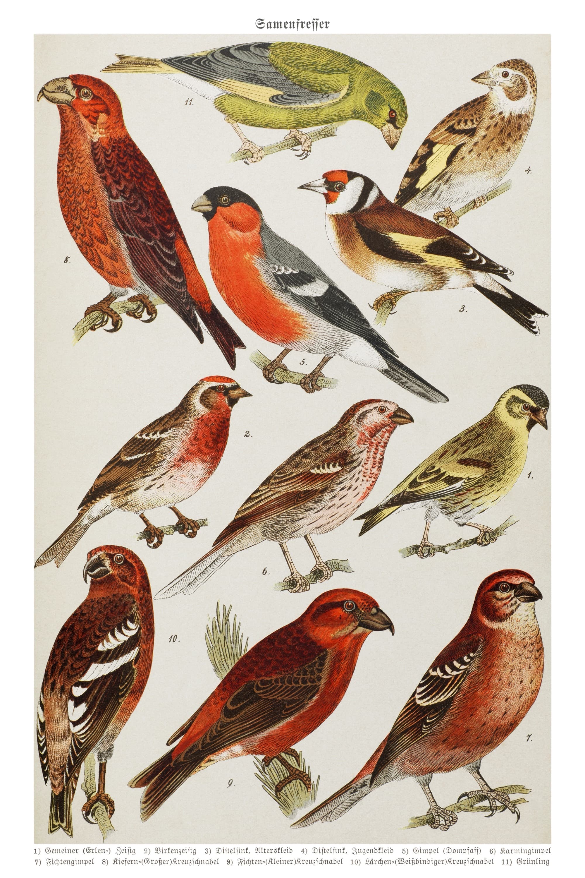 Goldfinch and Bullfinch