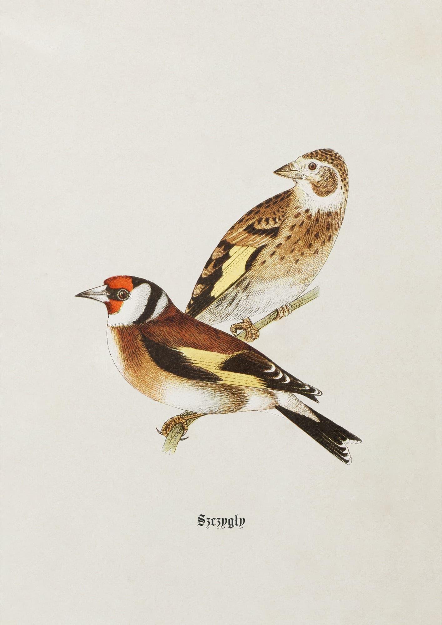 Goldfinches