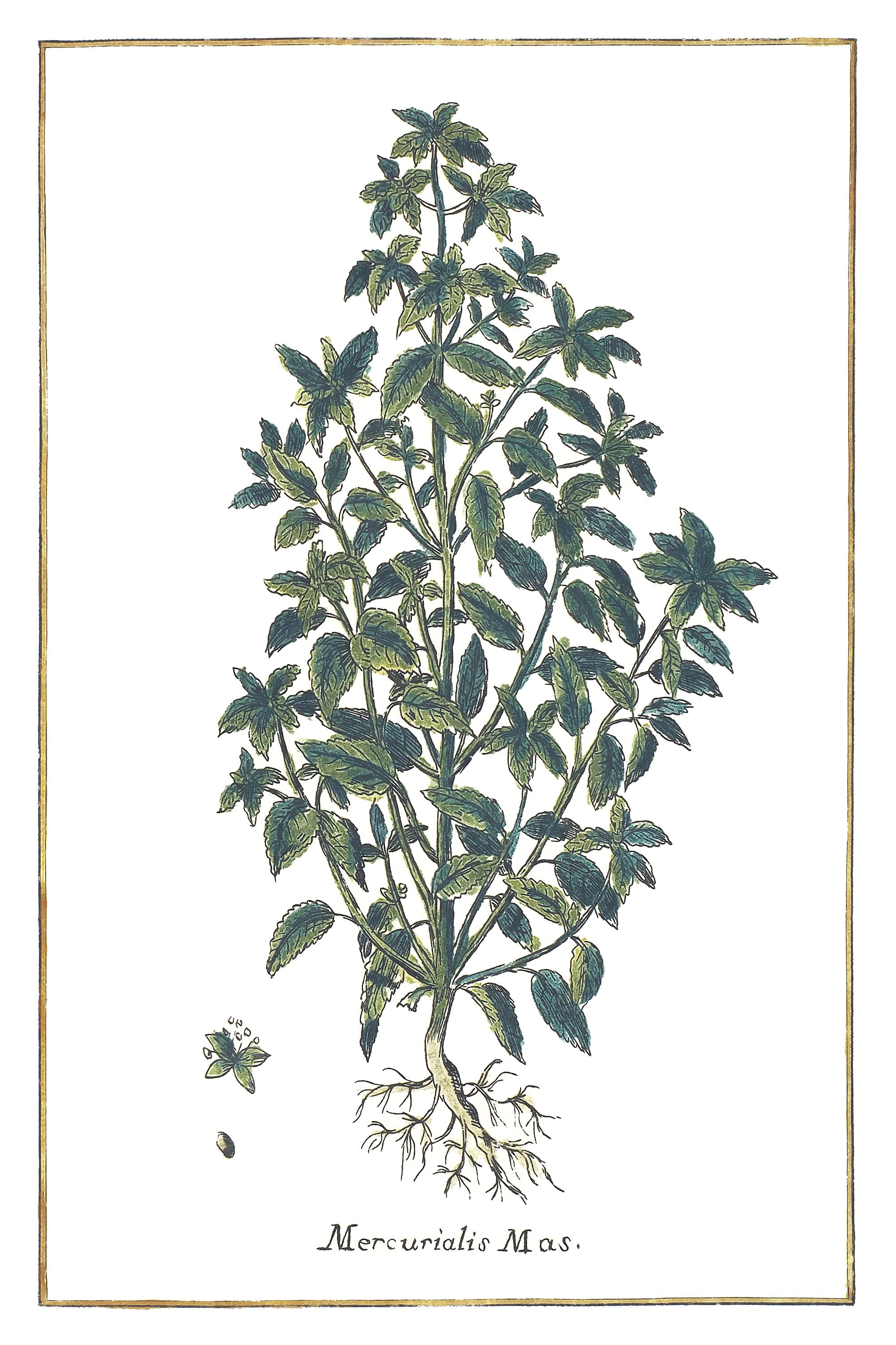 Mercurialis mas