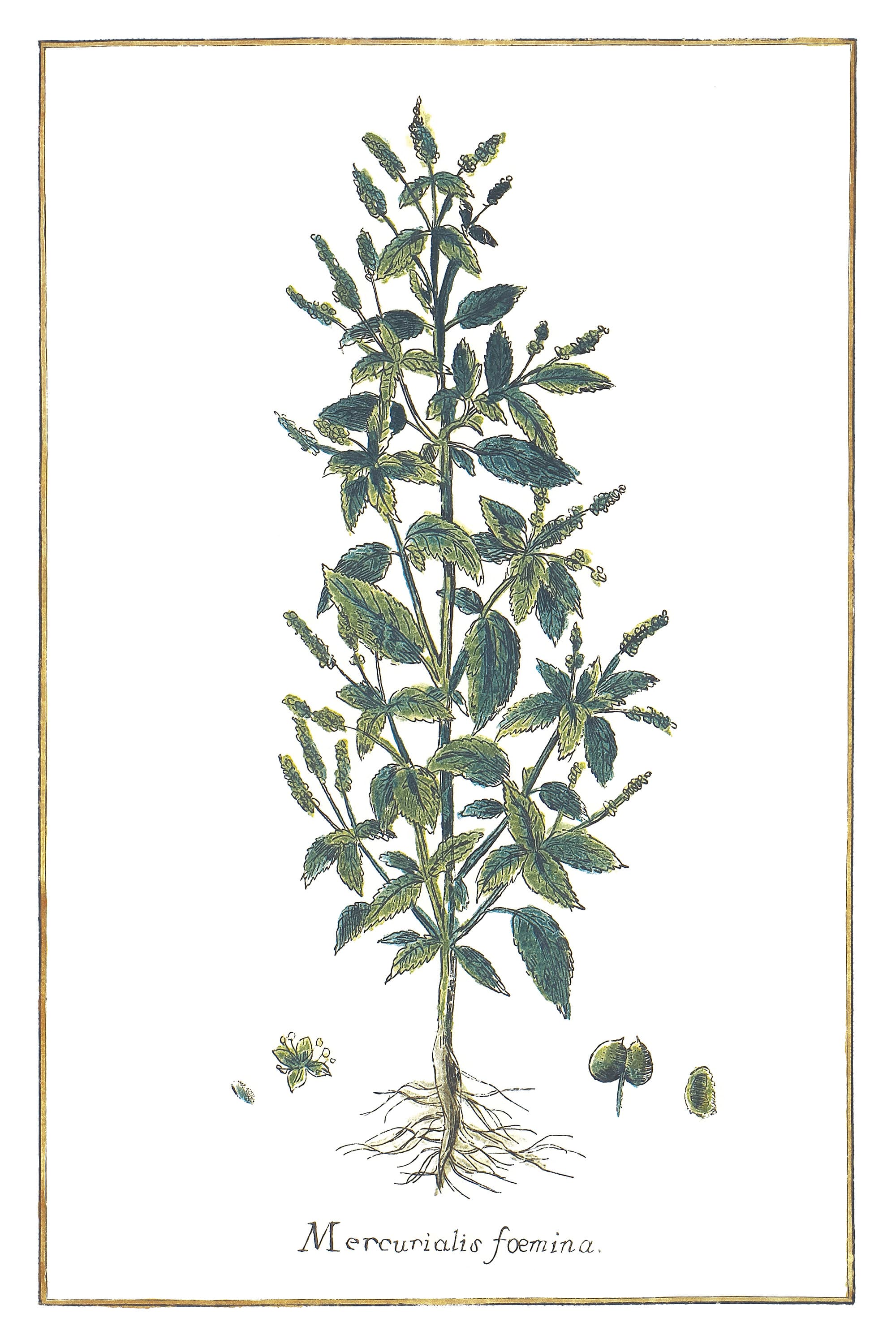 Female Dog's Mercury
