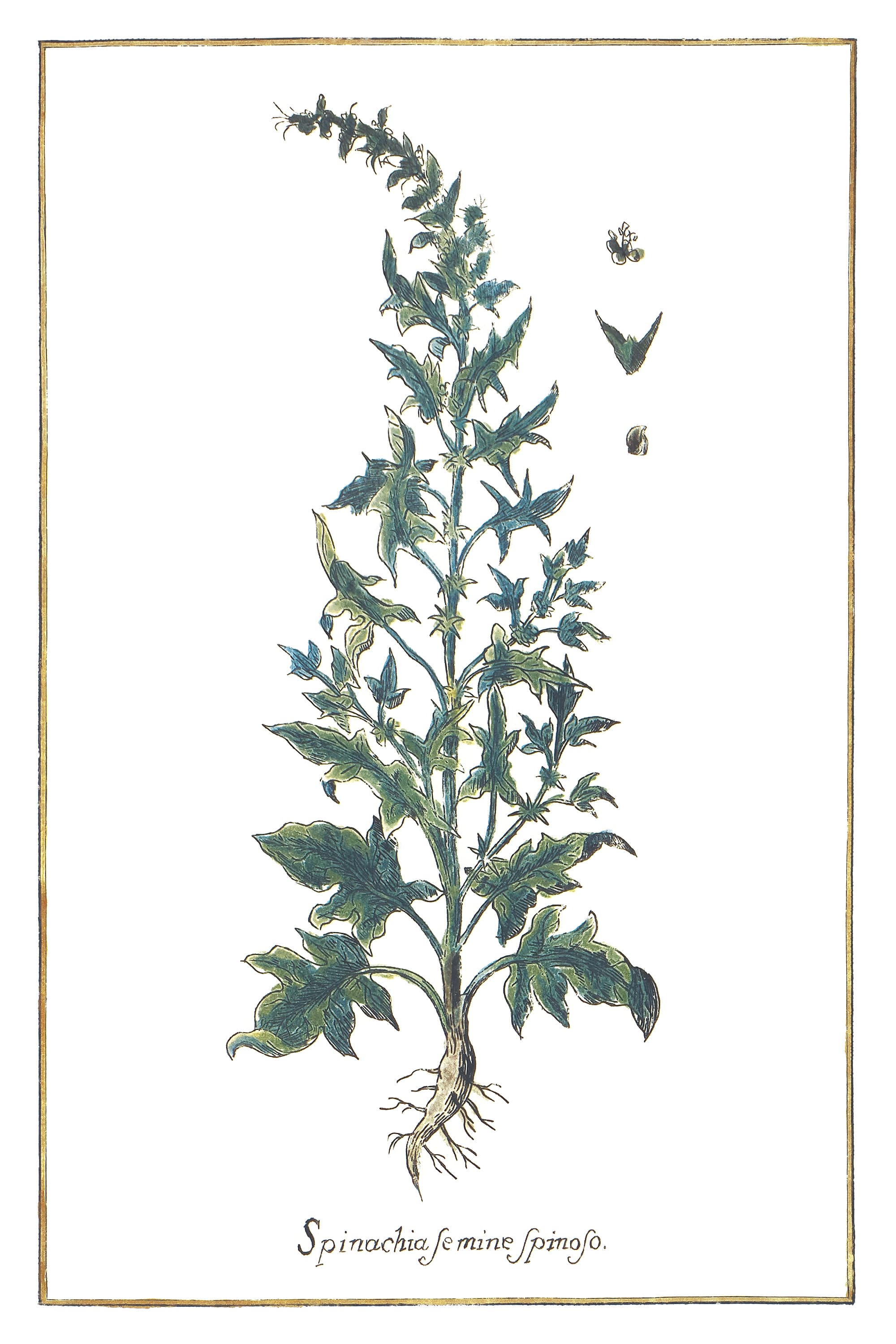 Spinach