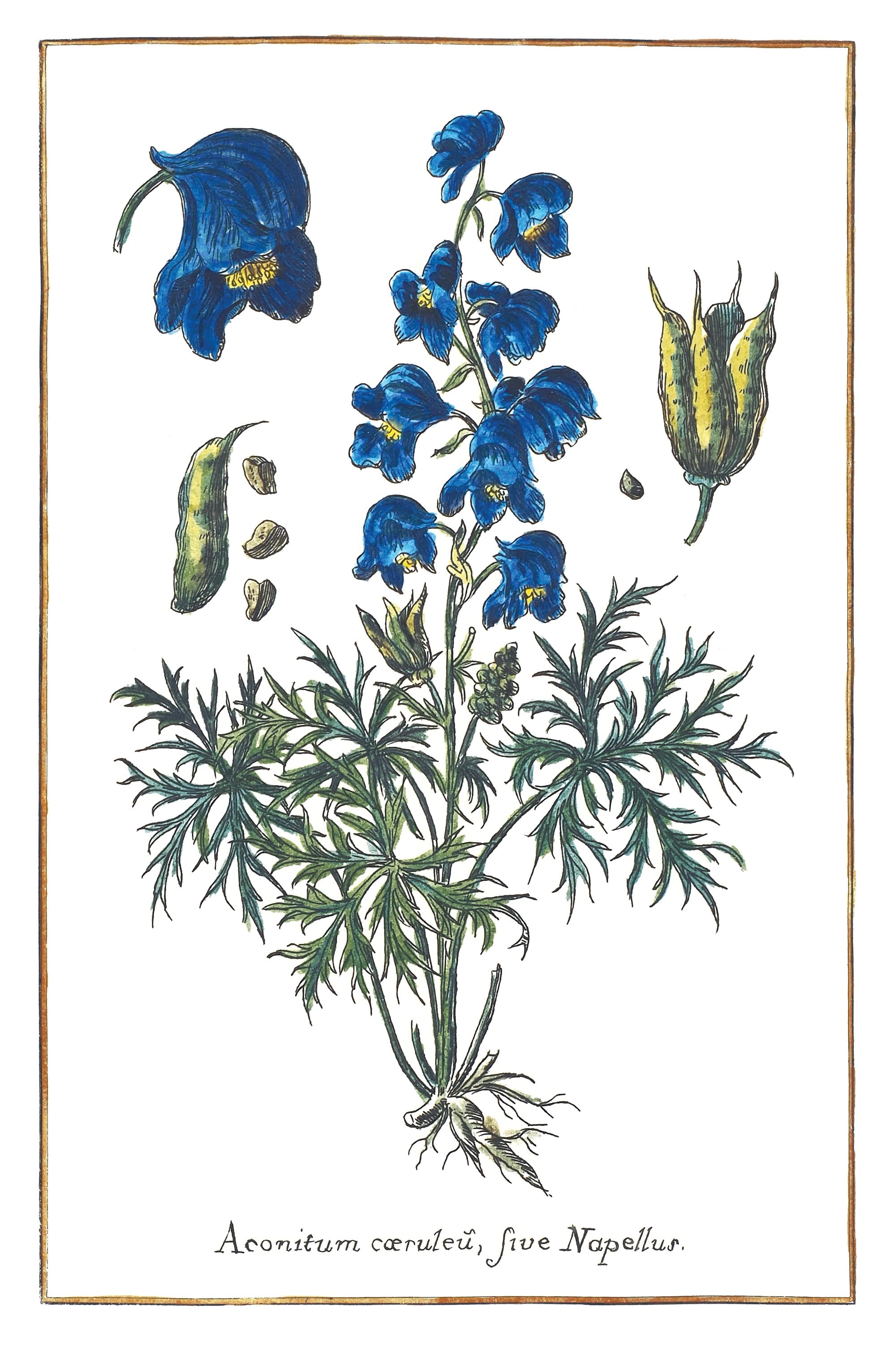 Aconitum Napellus
