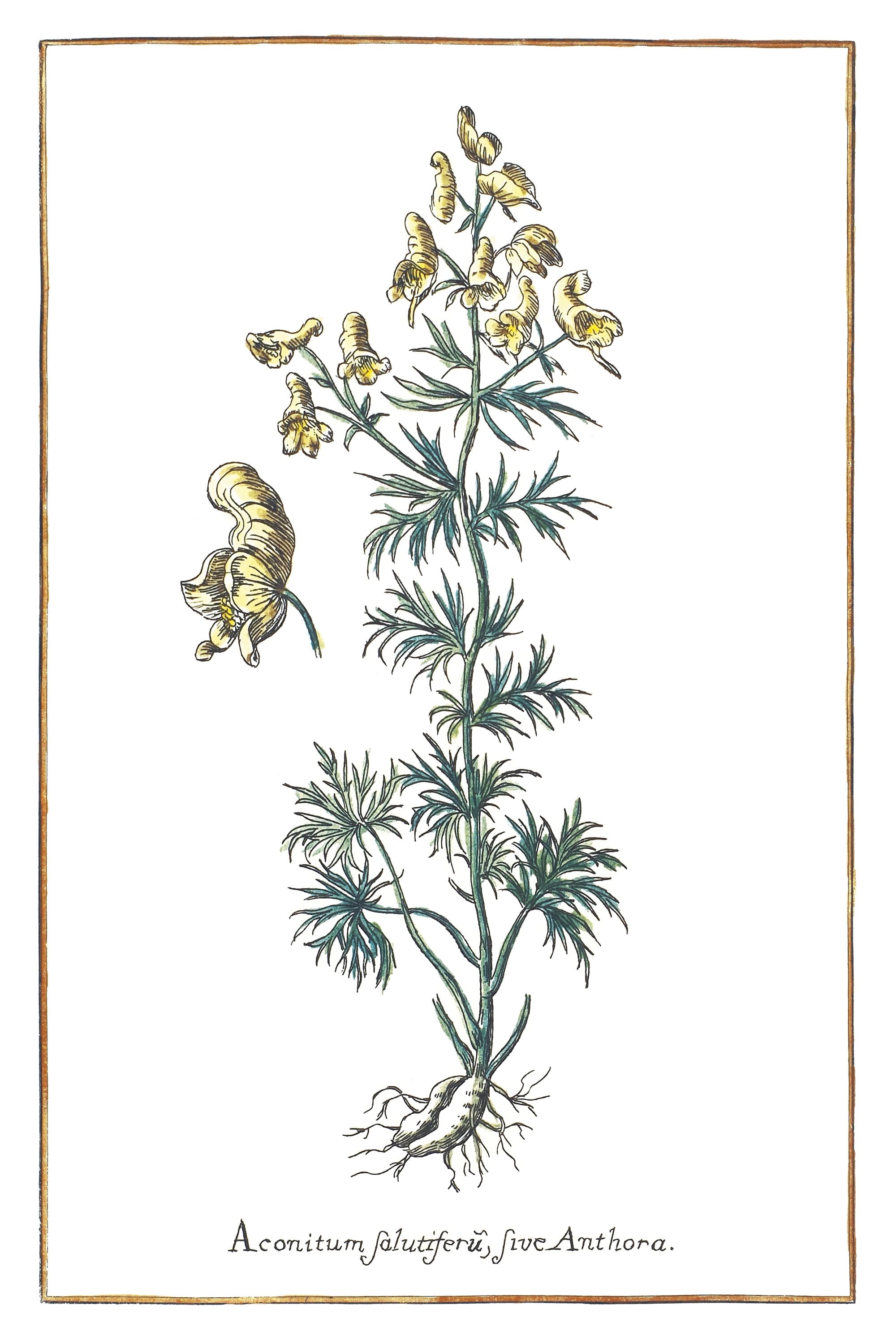 Southern Monkshood