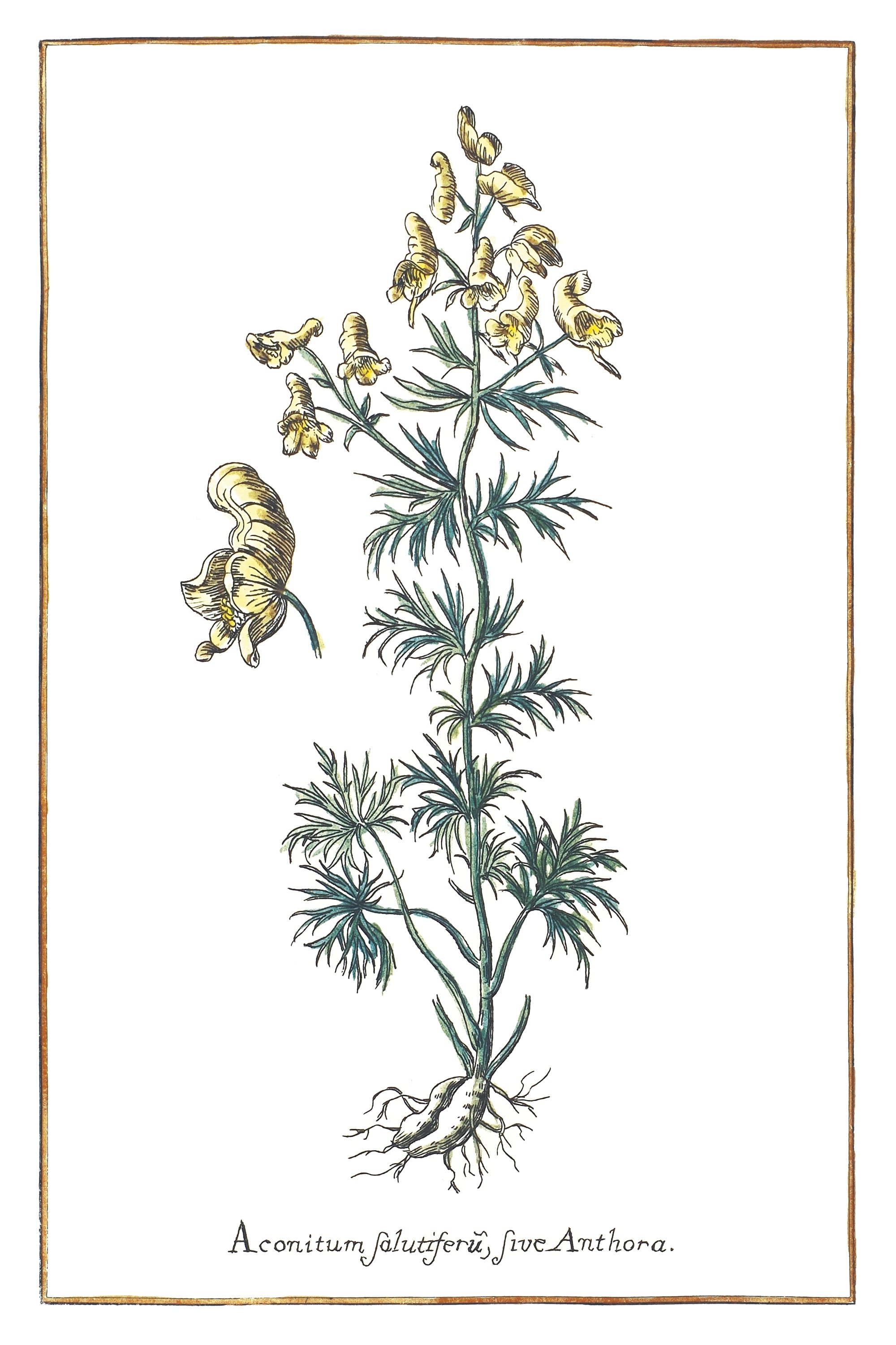 Südländischer Eisenhut