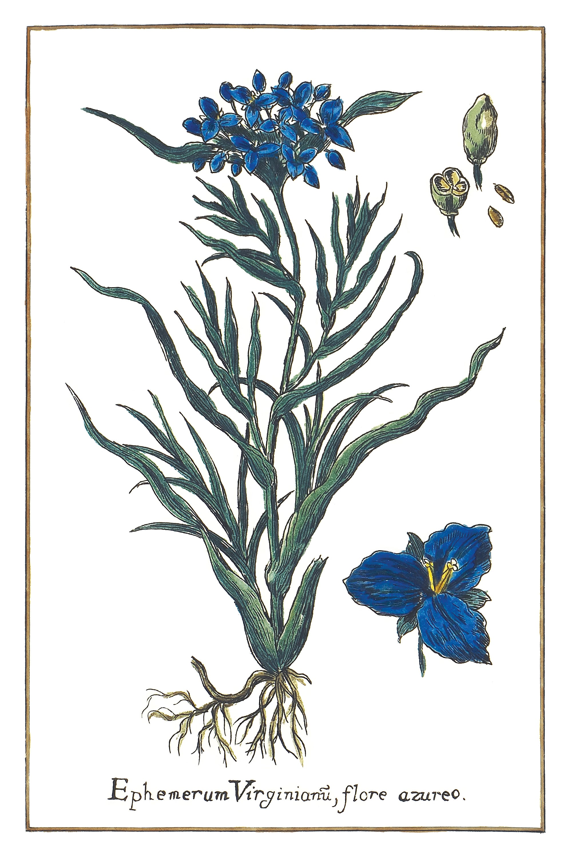 Dreimasterblume Virginische