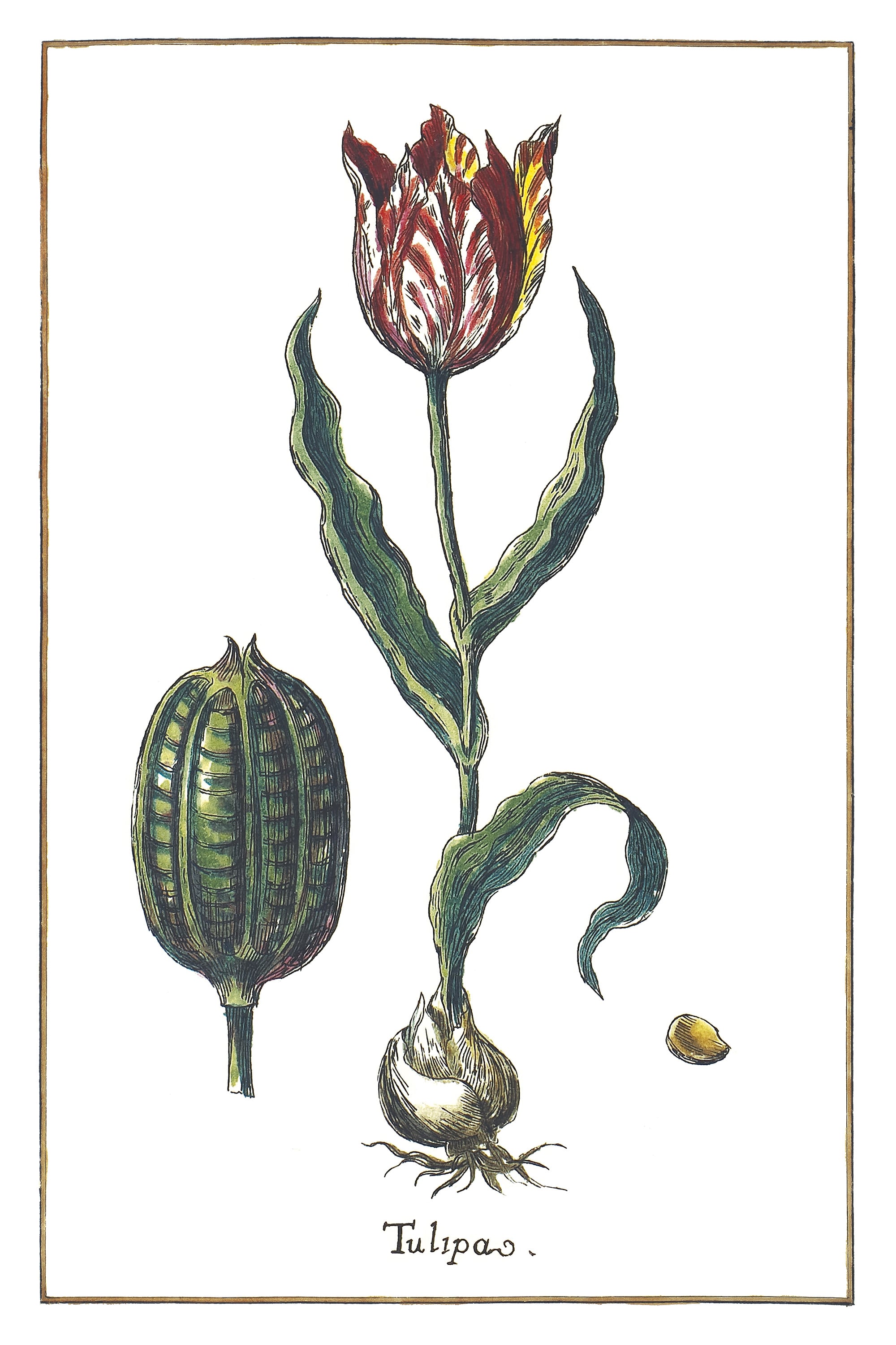 Tulpe