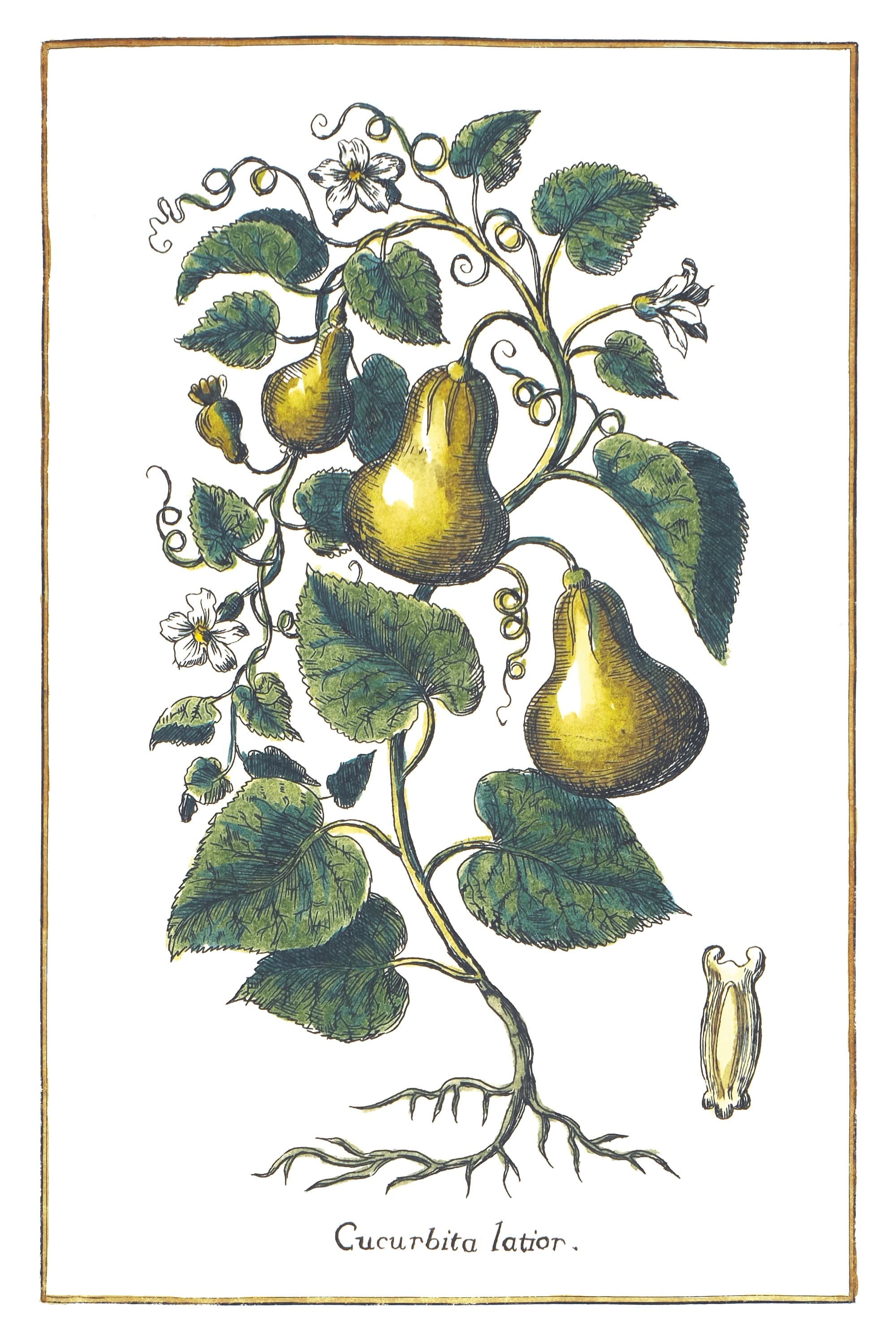 Long Gourd