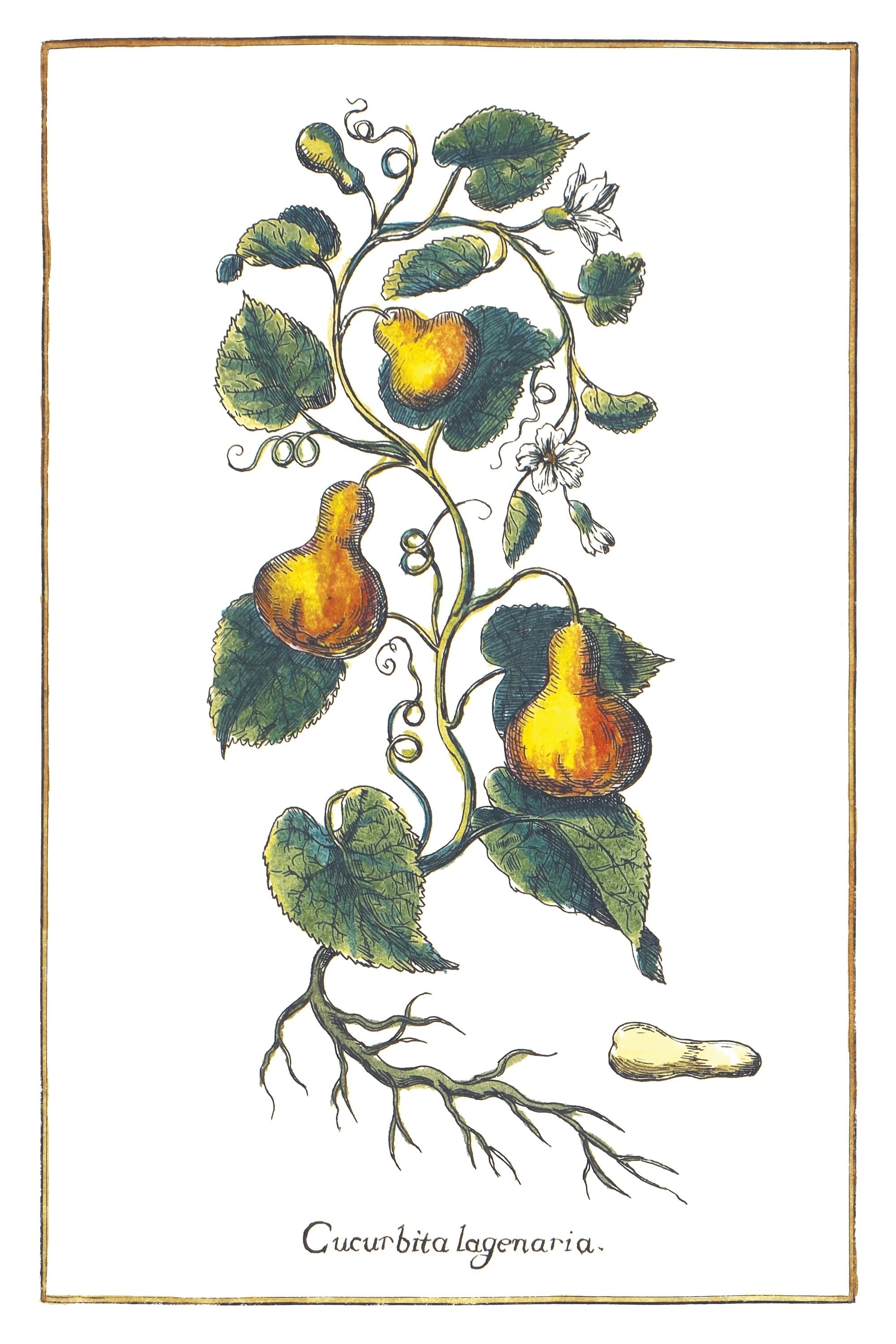 Common Gourd