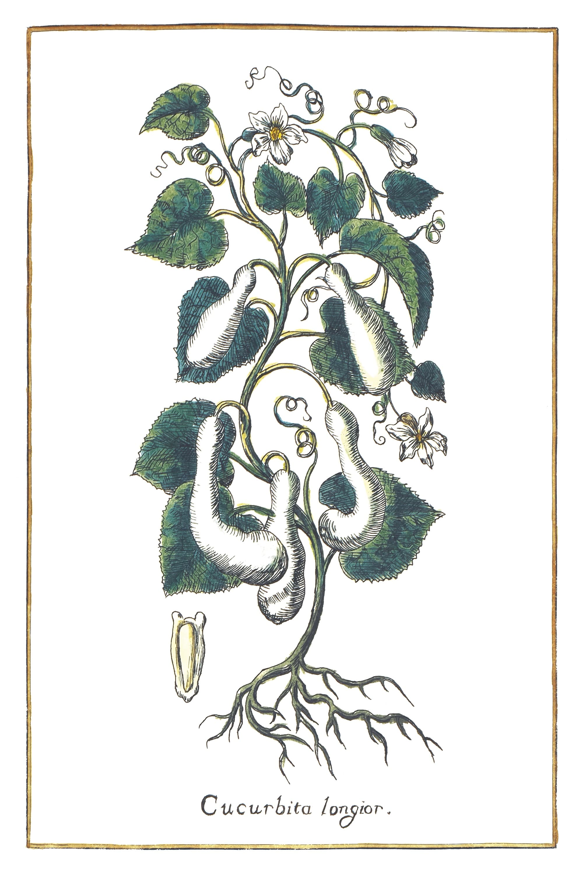 Broad Gourd