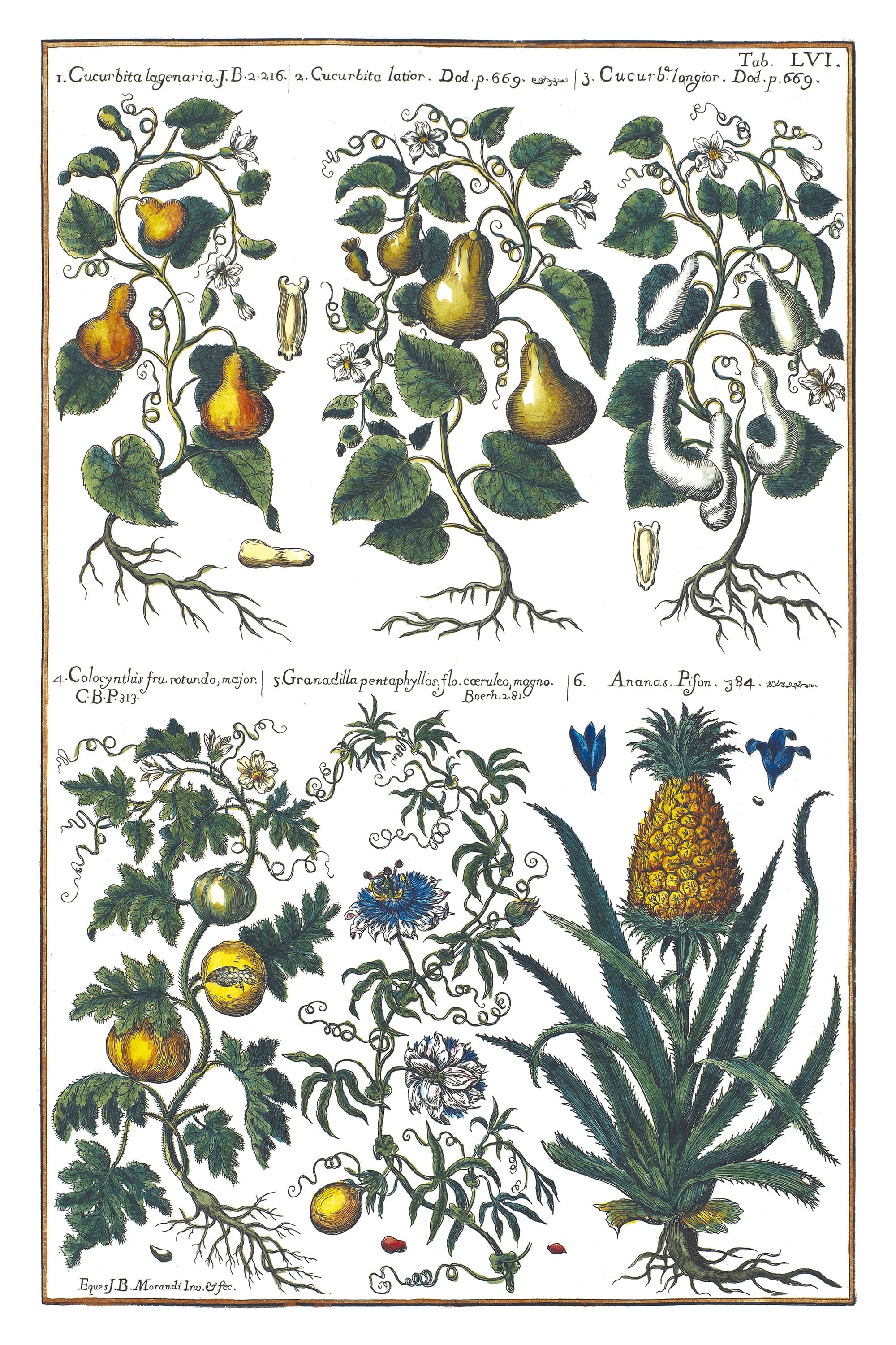 Gourds and Pineapple