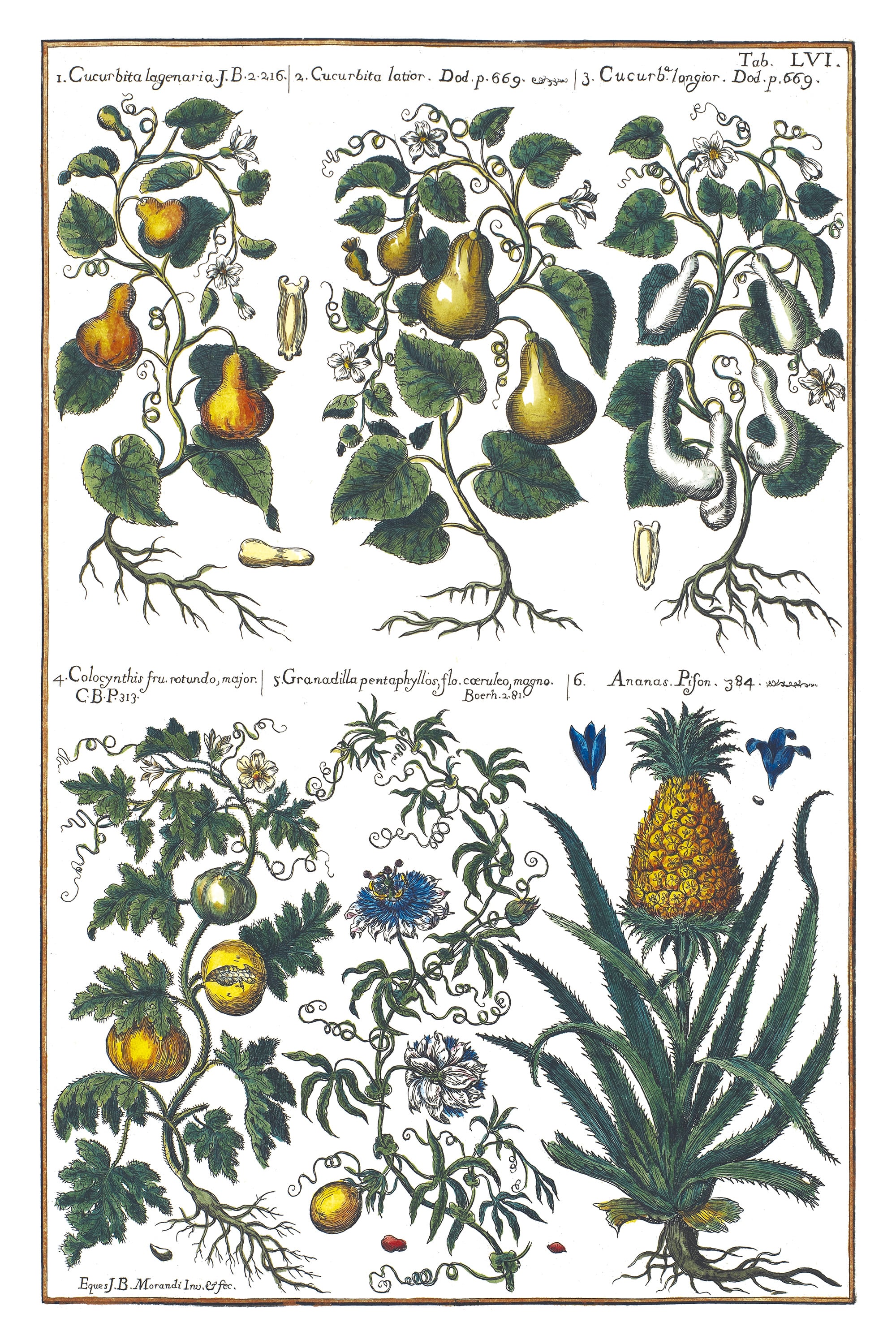 Kürbisse und Ananas