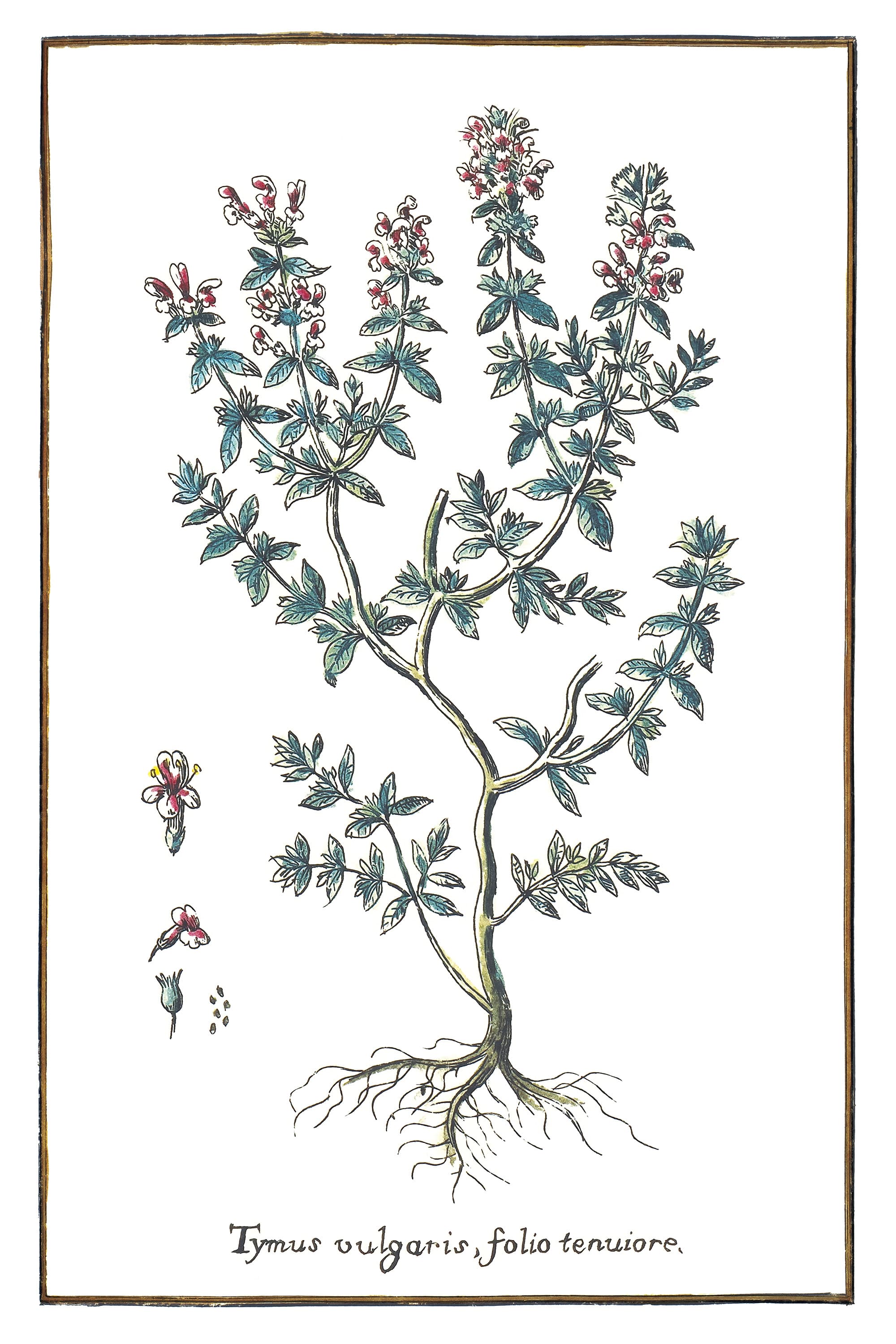 Thyme