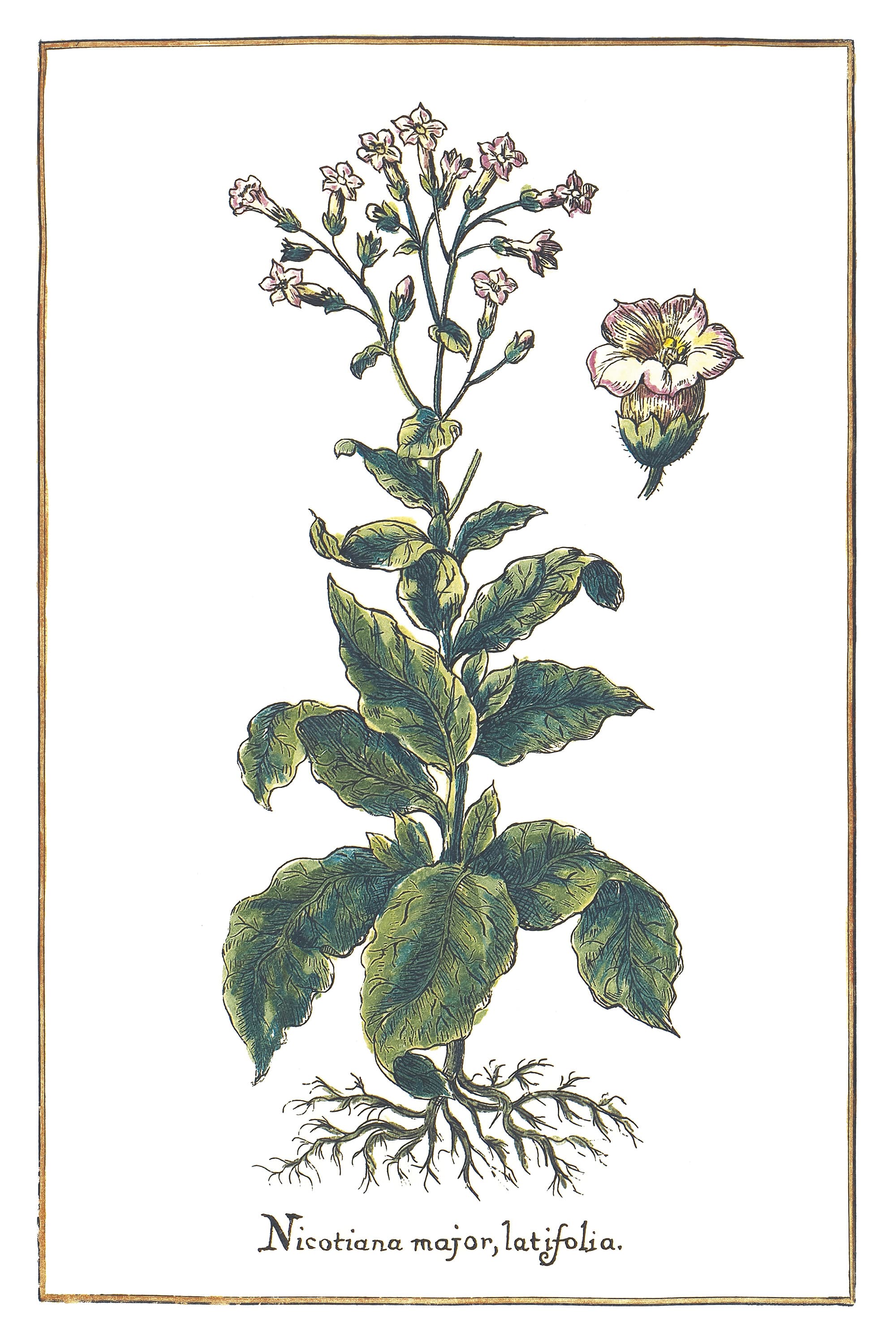 Broadleaf Tobacco