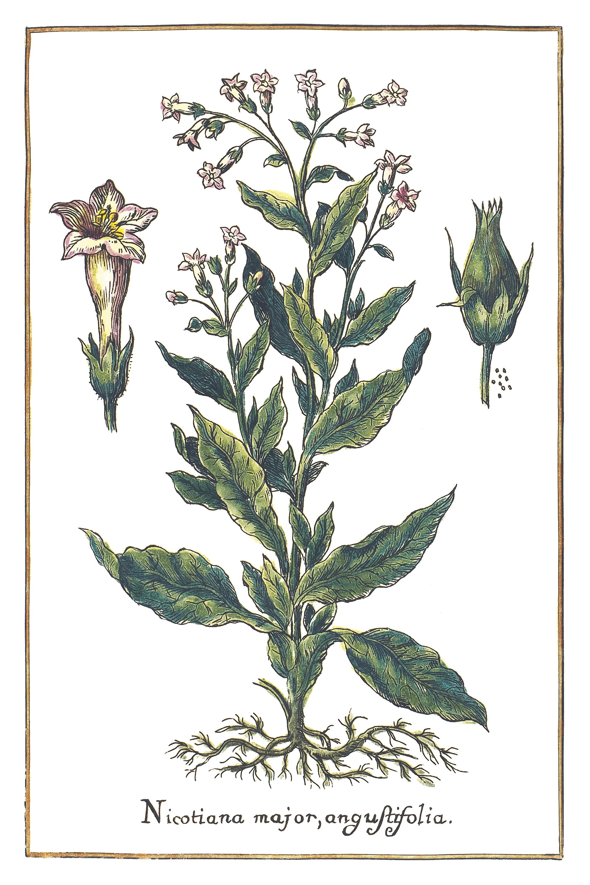 Narrow-leaved Tobacco