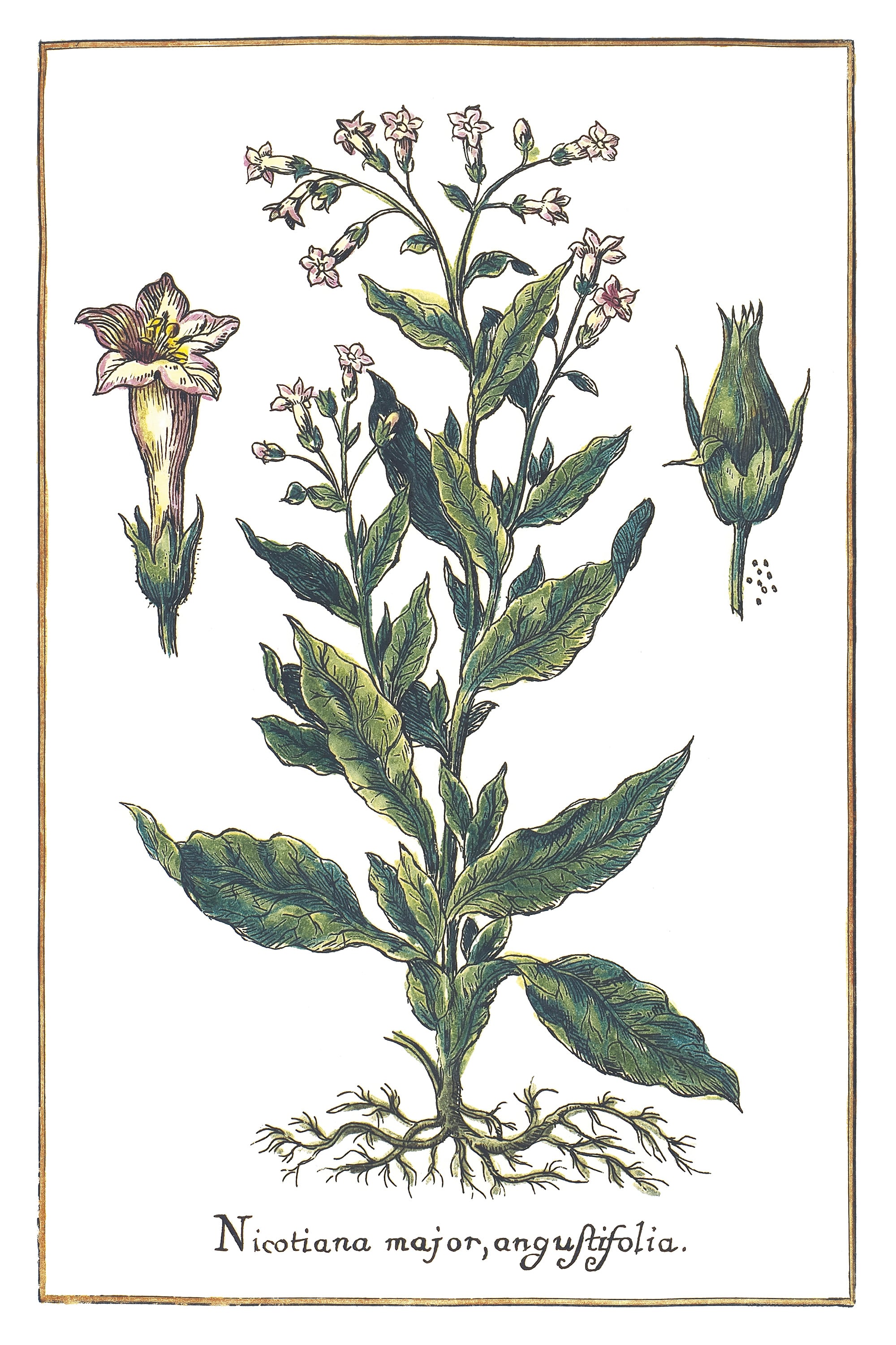 Schmalblättriger Tabak