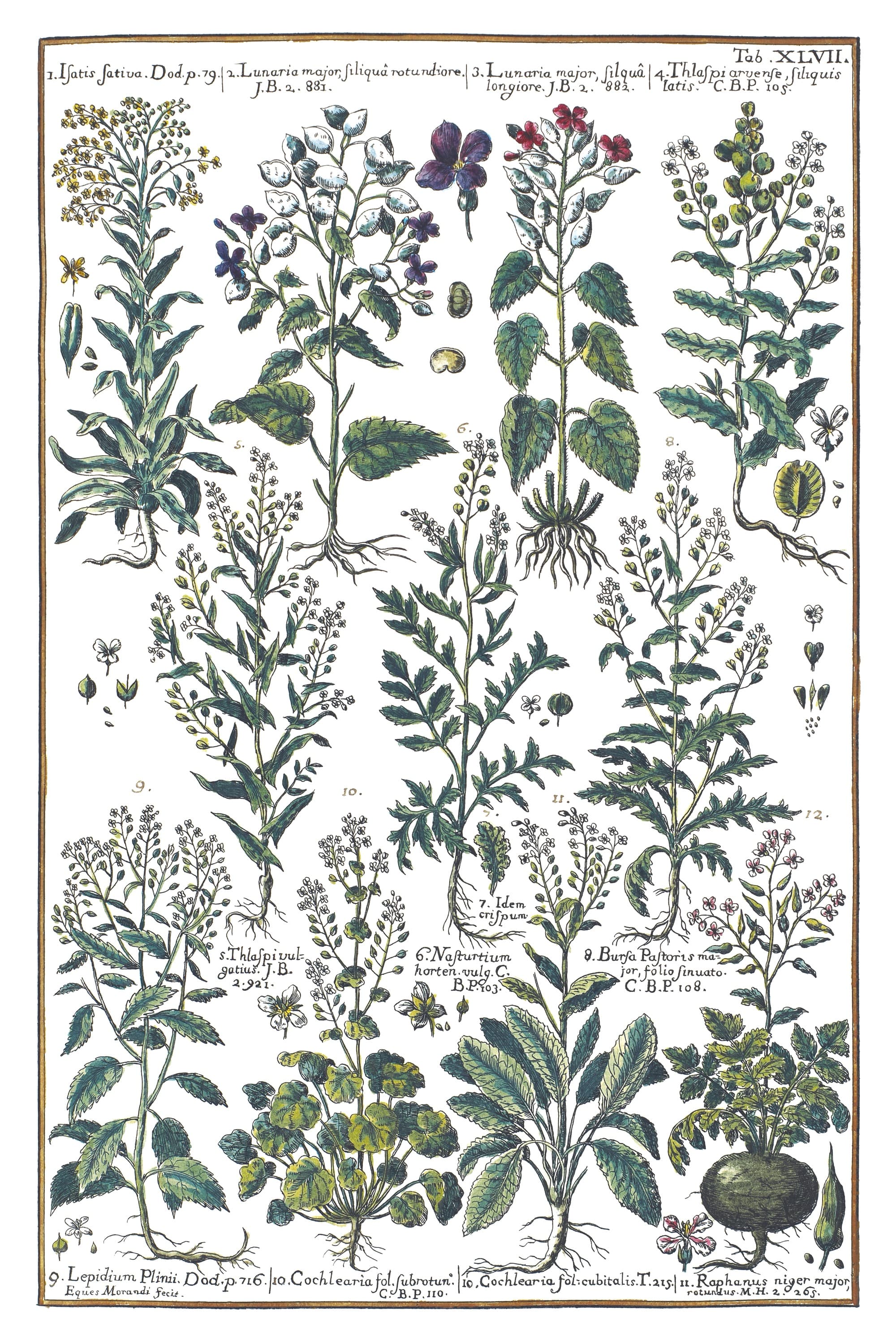 Woad and Horseradish