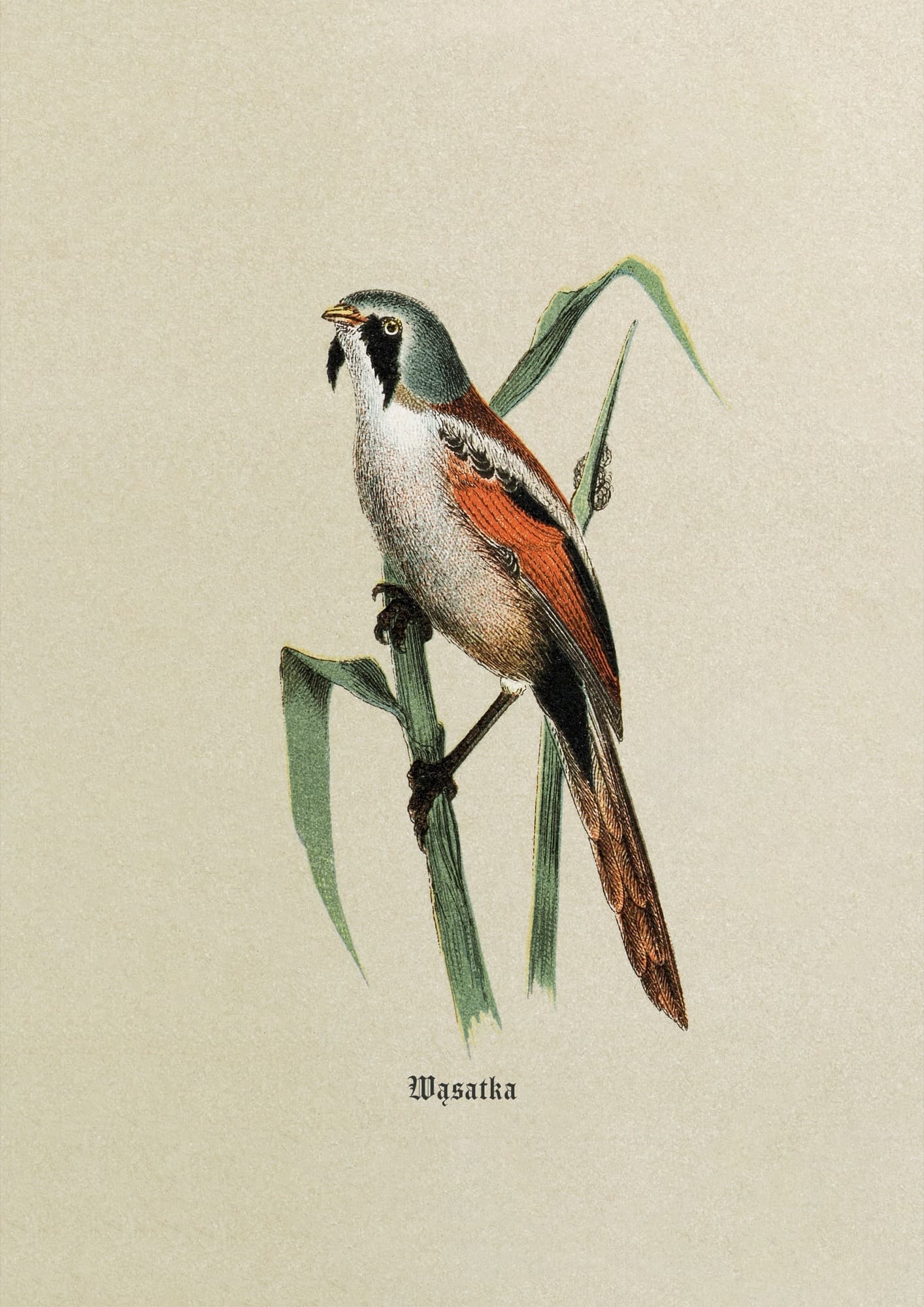 Wąsatka (Bartvogel) — rycina botaniczna z Natur-Geschichte der Deutschen Vögel, 1891
