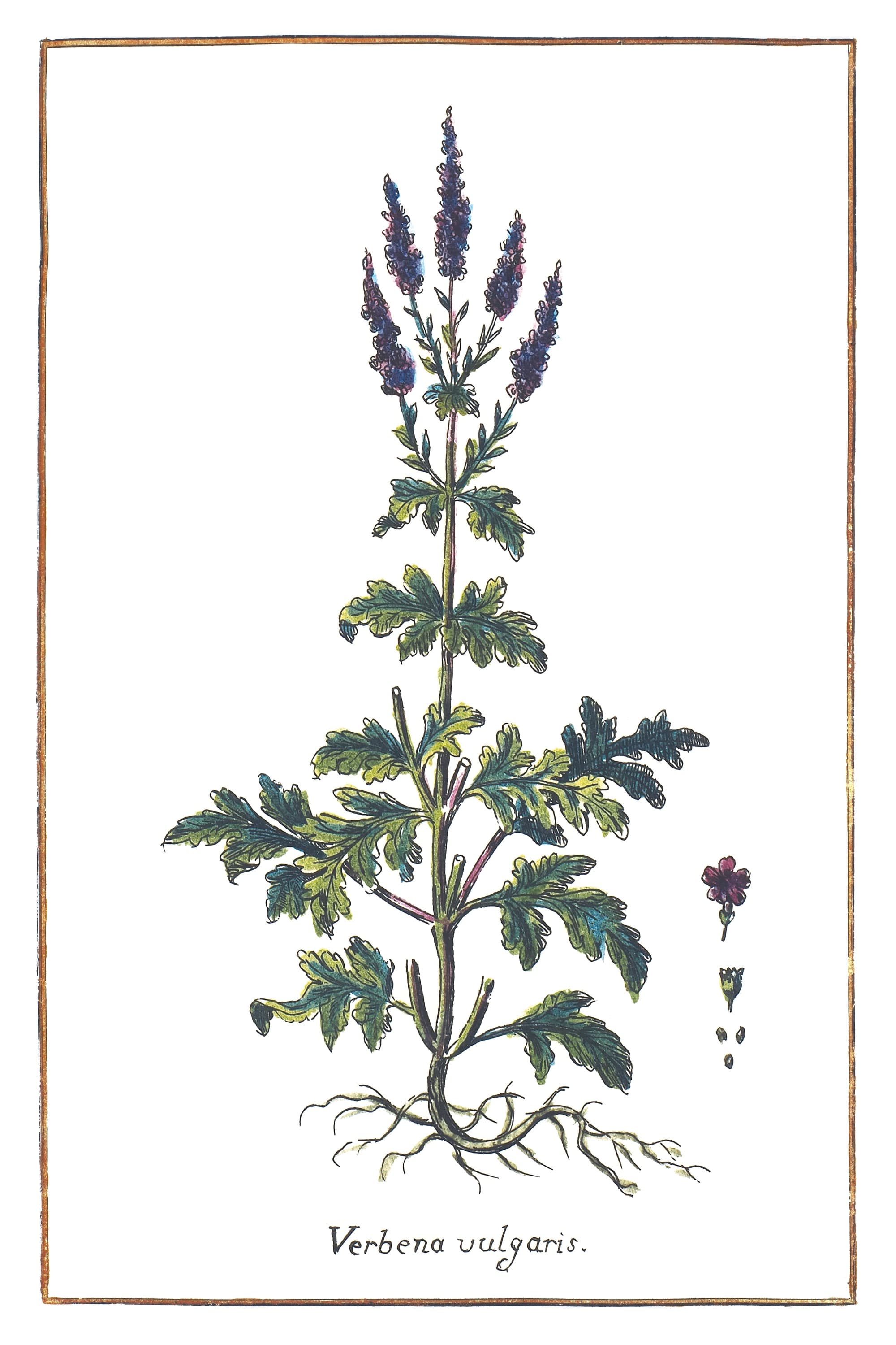 Werbena (Verbena Vulgaris) — rycina botaniczna z Historia Botanica Practica, 1744