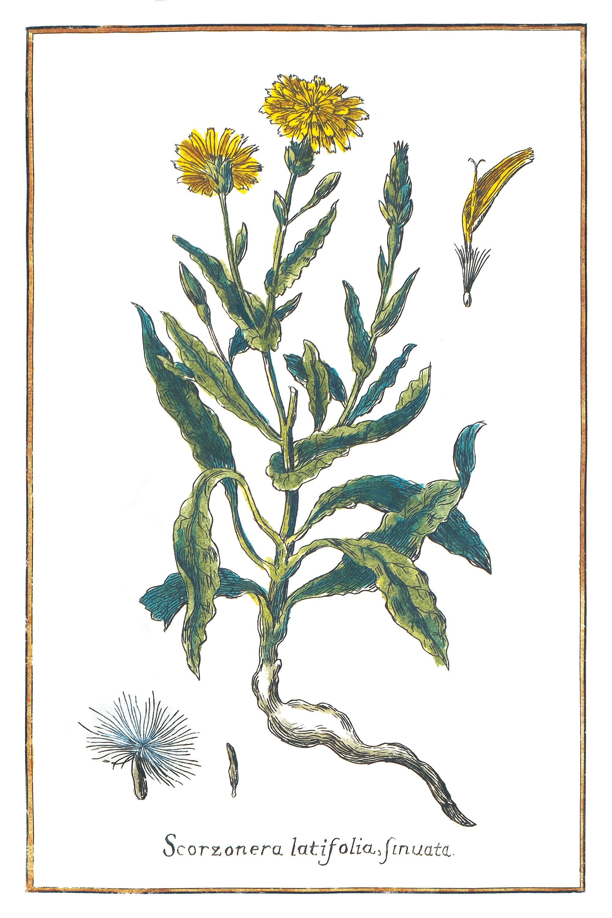 Scorzonera