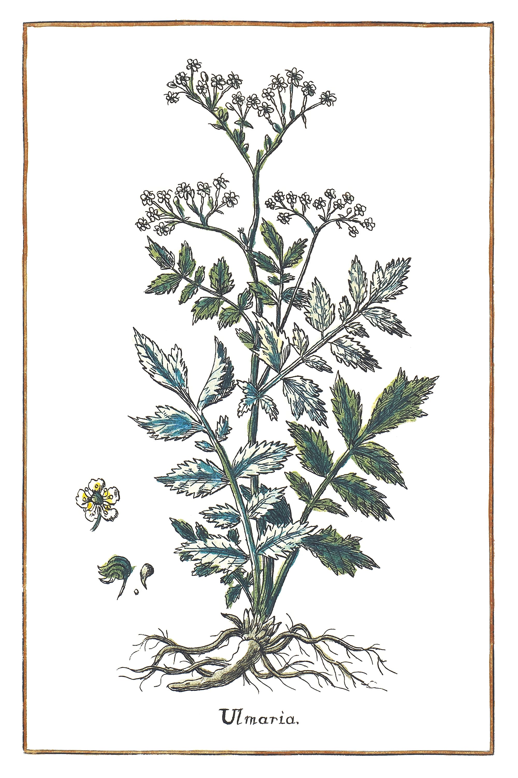Meadowsweet