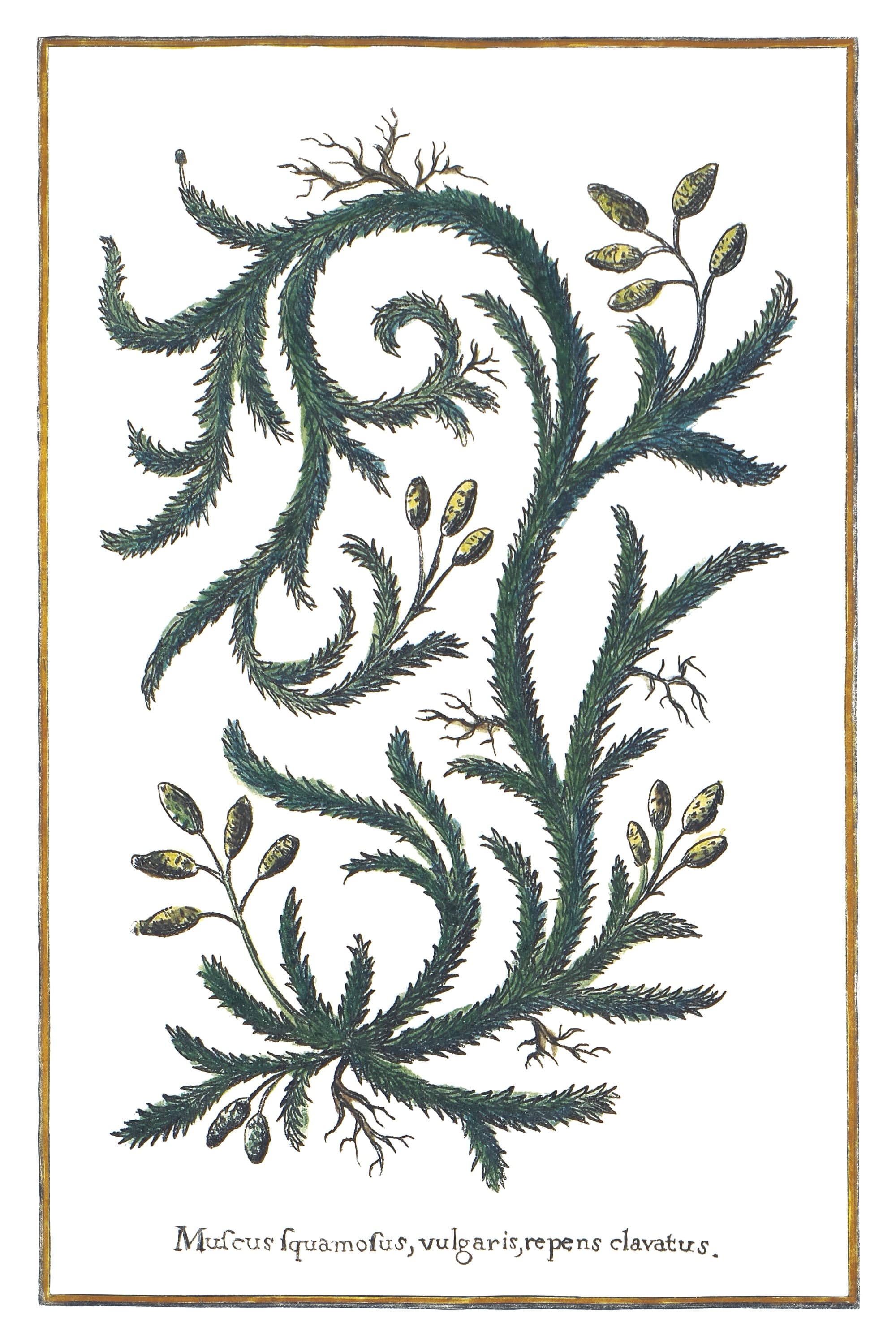 Clubmoss Illustration