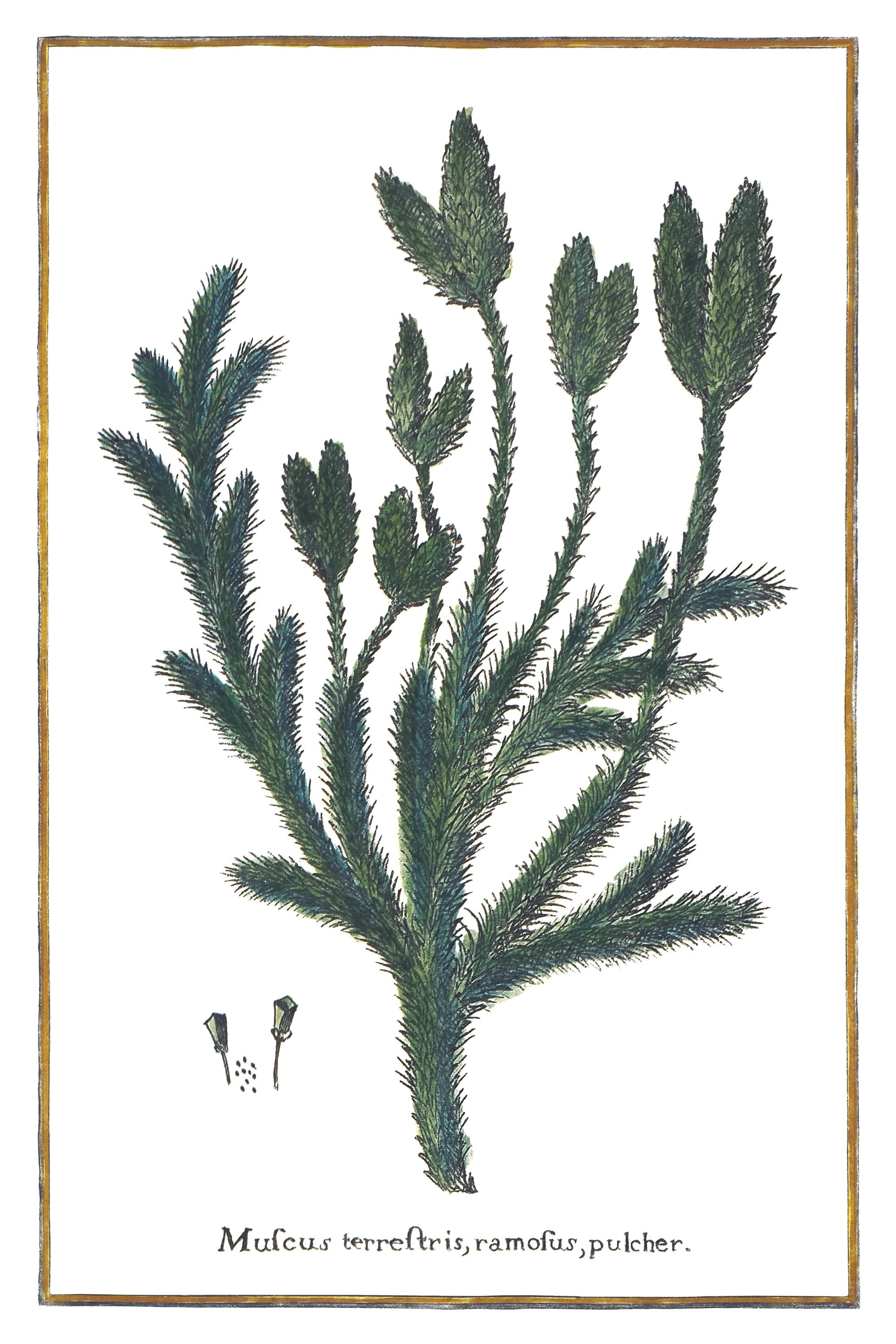 Forked Clubmoss
