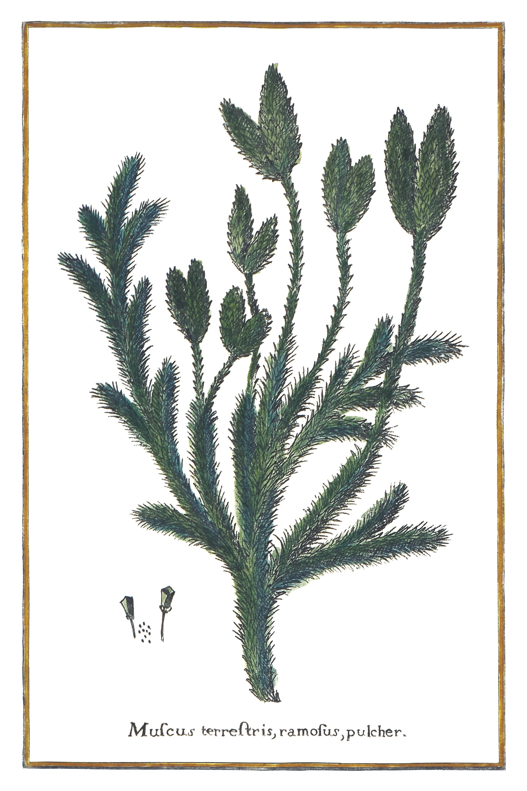 Gabeliger Bärlapp