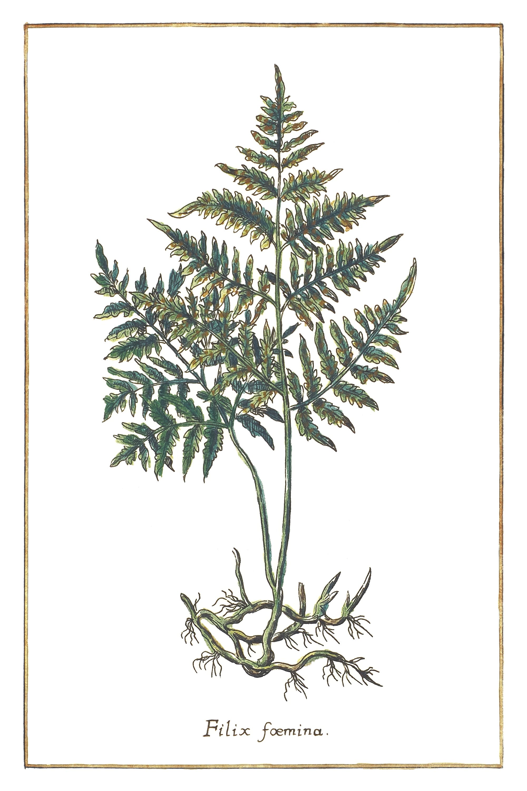 Male Fern