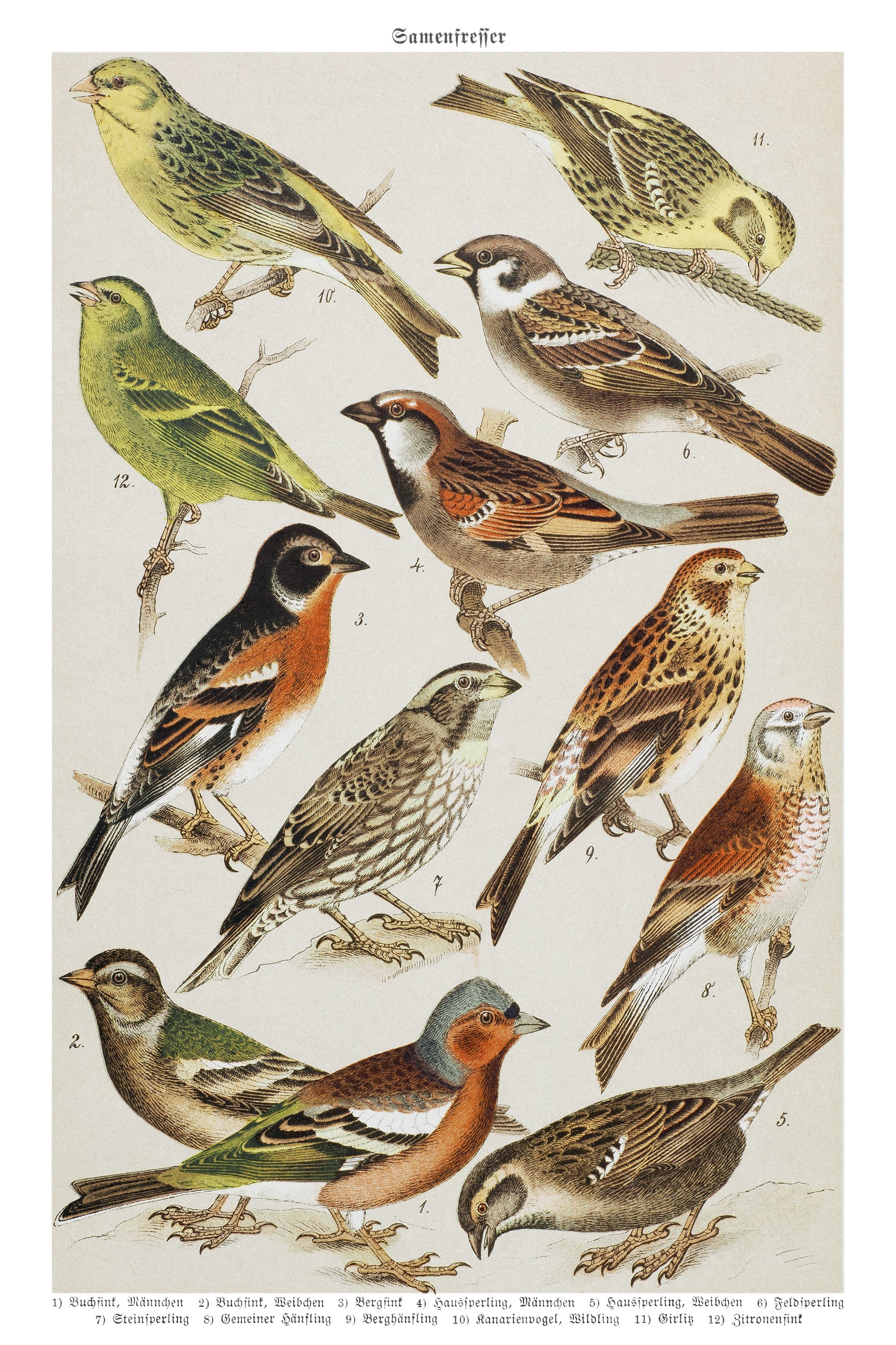 Sparrow and Finch