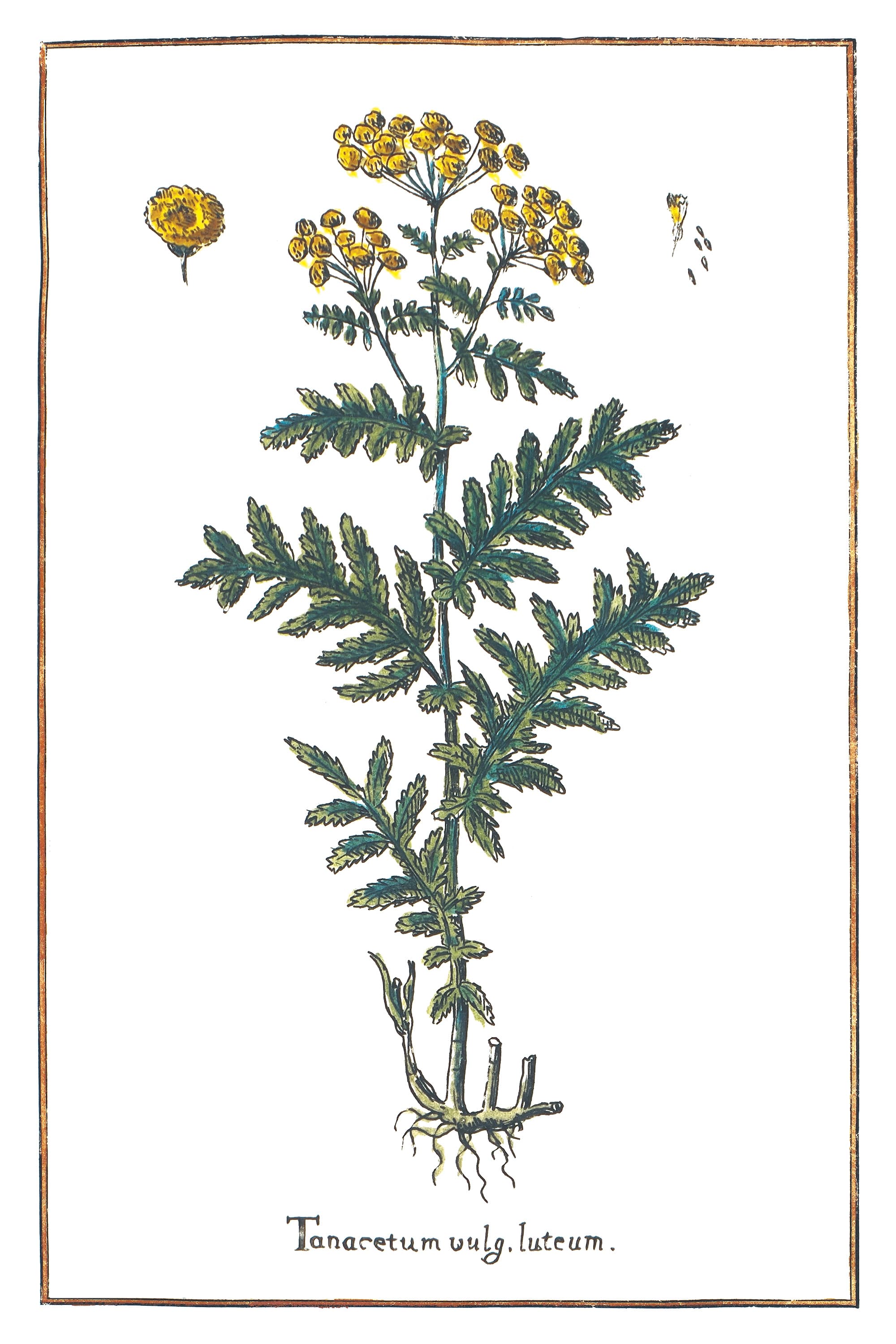 Tansy