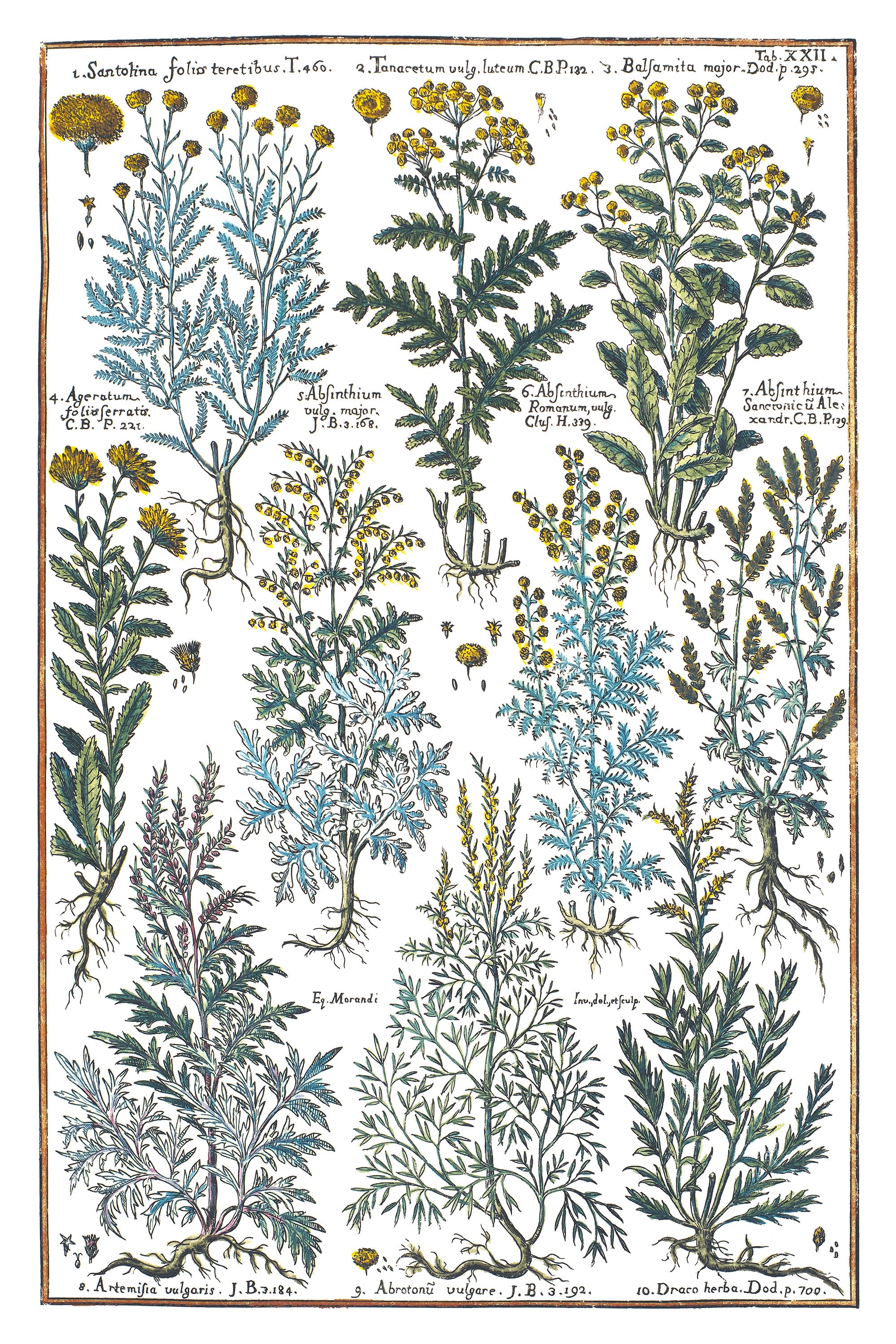 Tansy and Wormwood