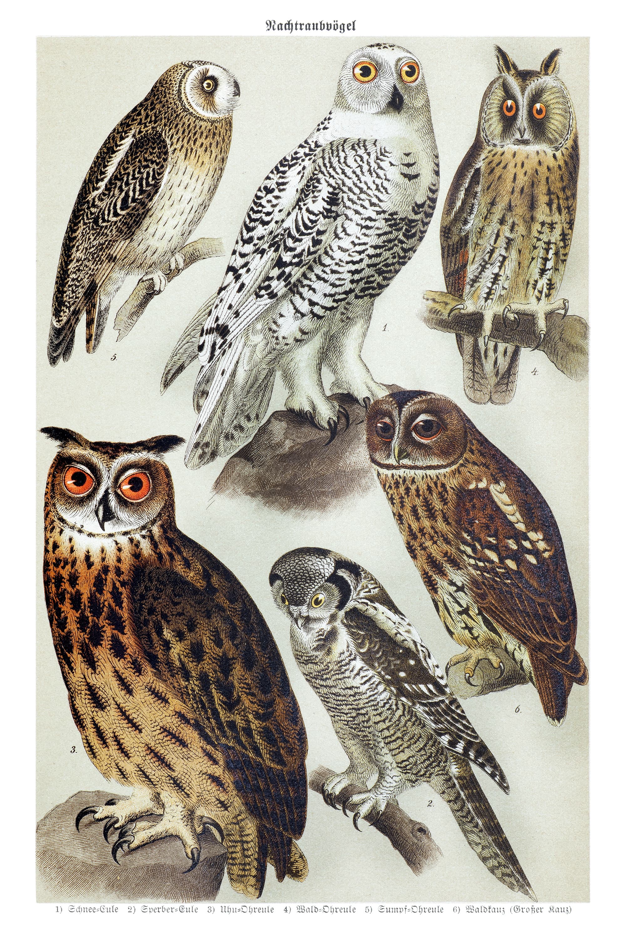 With Owls