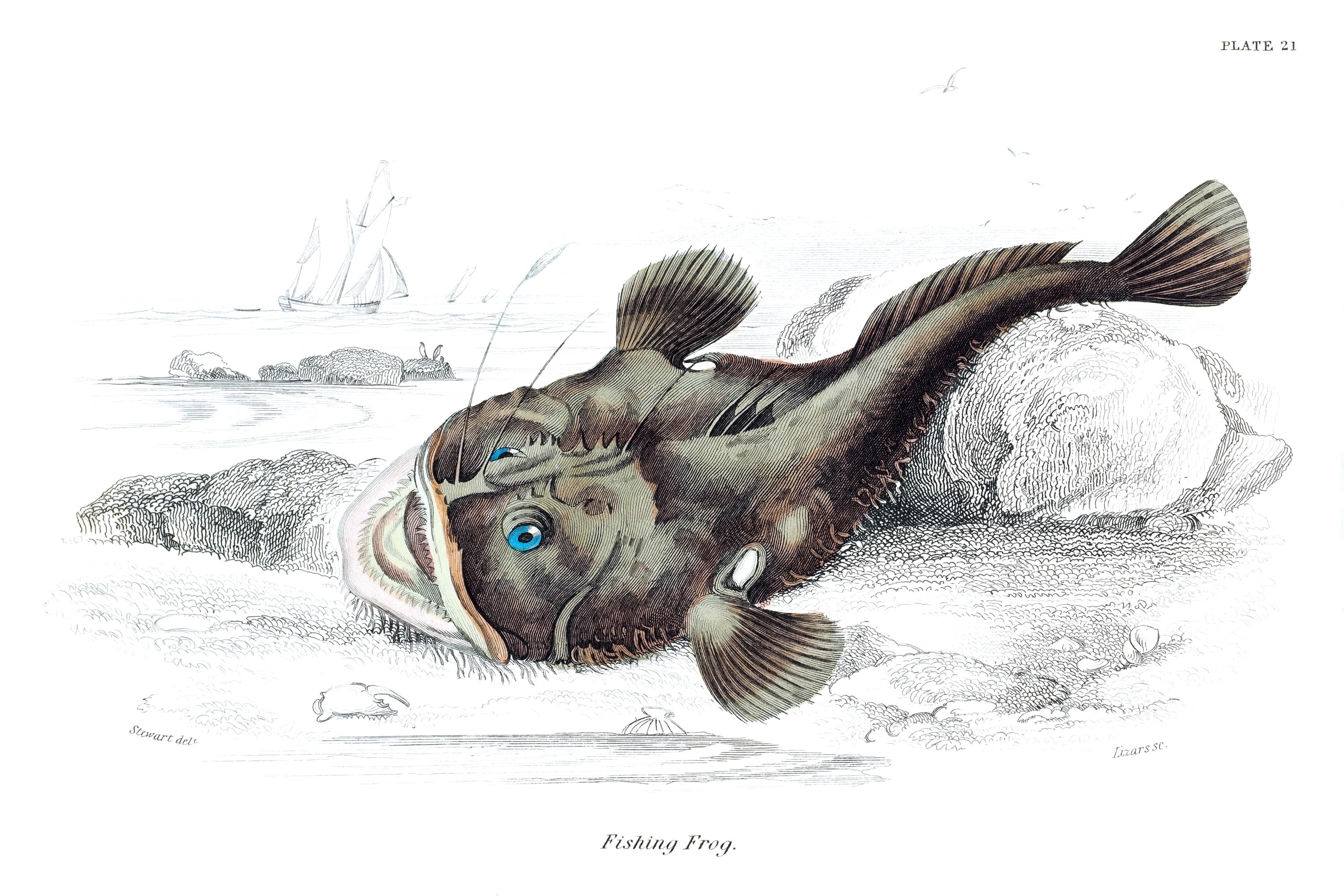 Žabnice (Fishing Frog) — rycina botaniczna z British Fishes, 1843