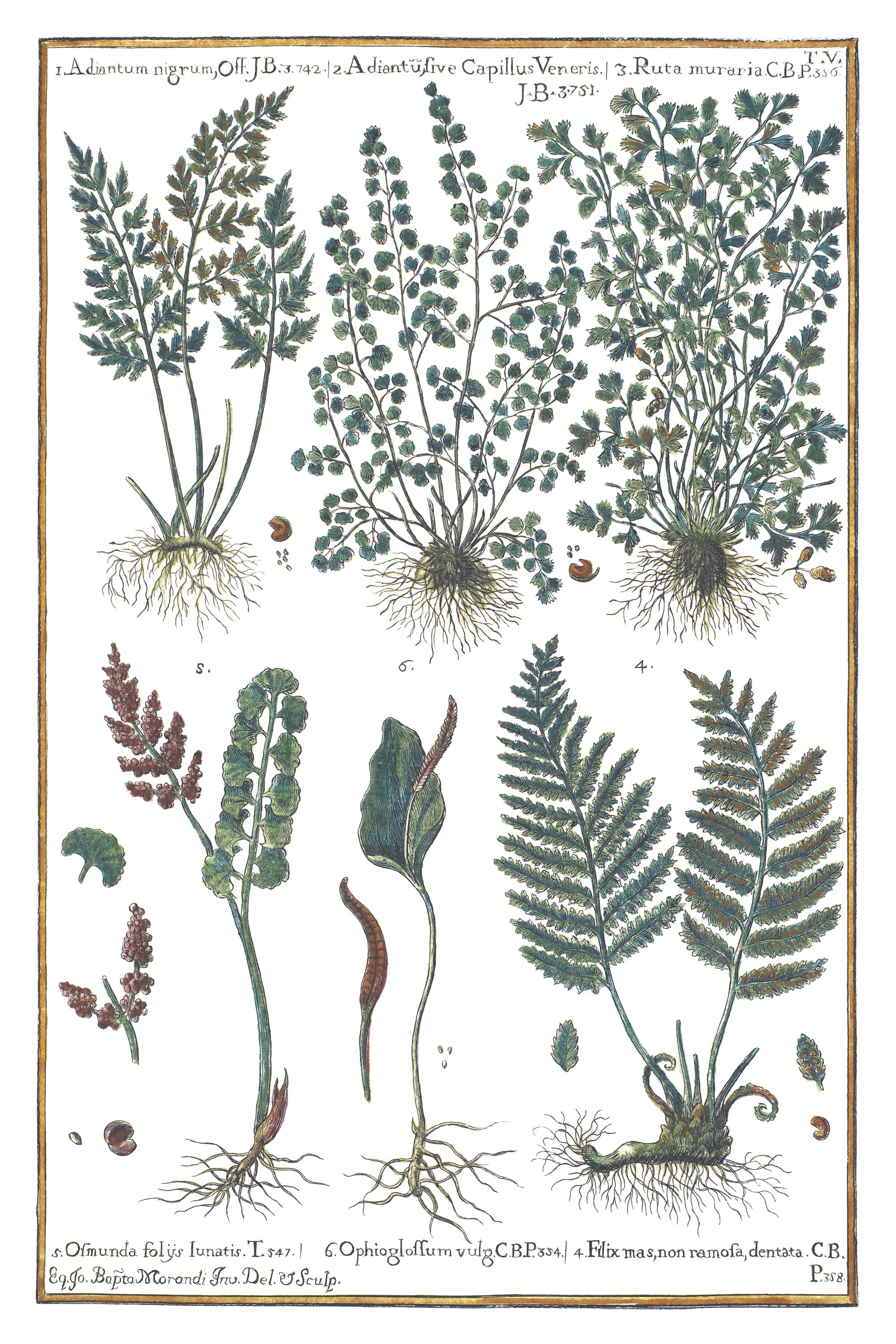Dark Spleenwort and Moonwort