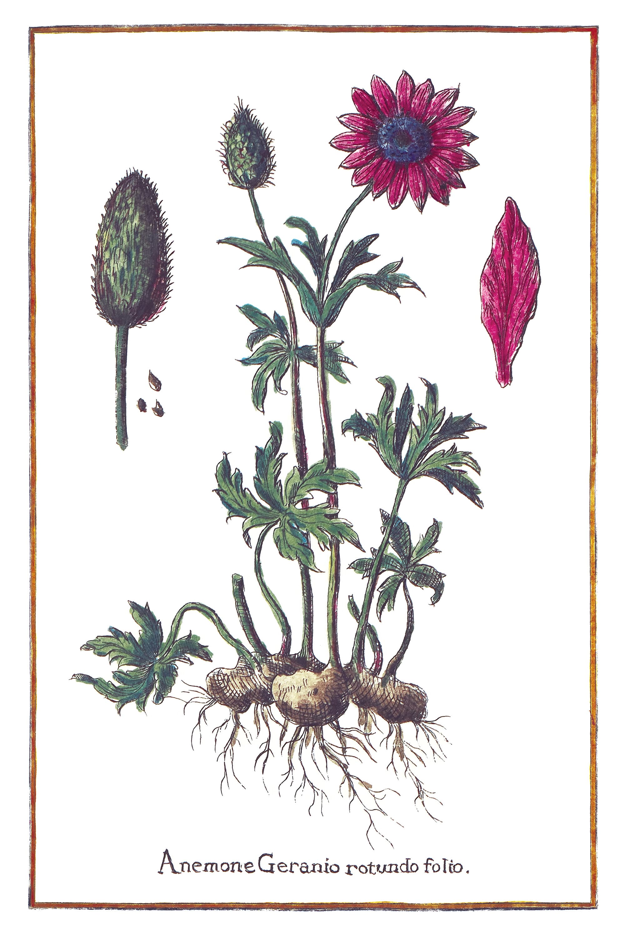 Anemone