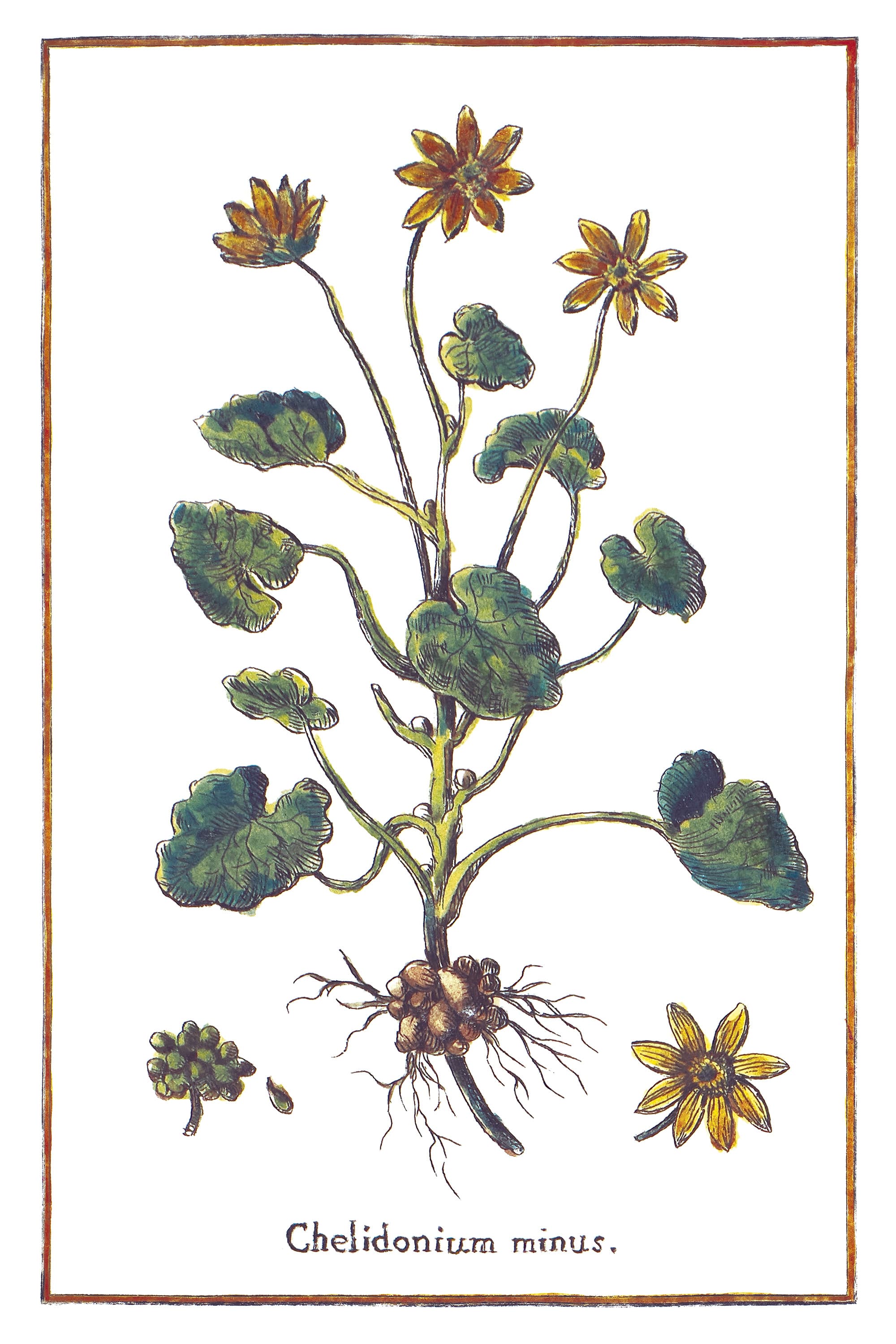 Lesser Celandine