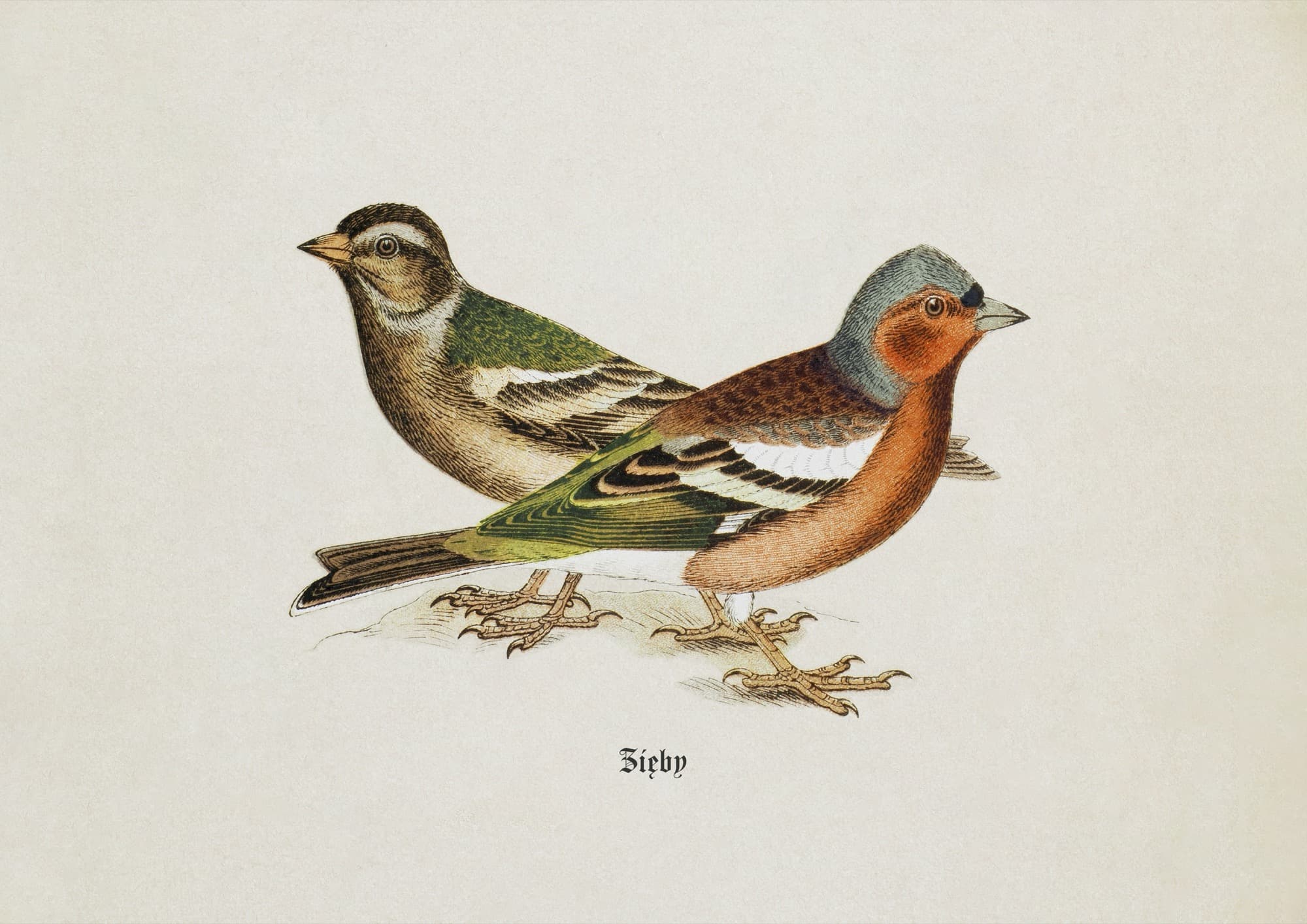 Chaffinches