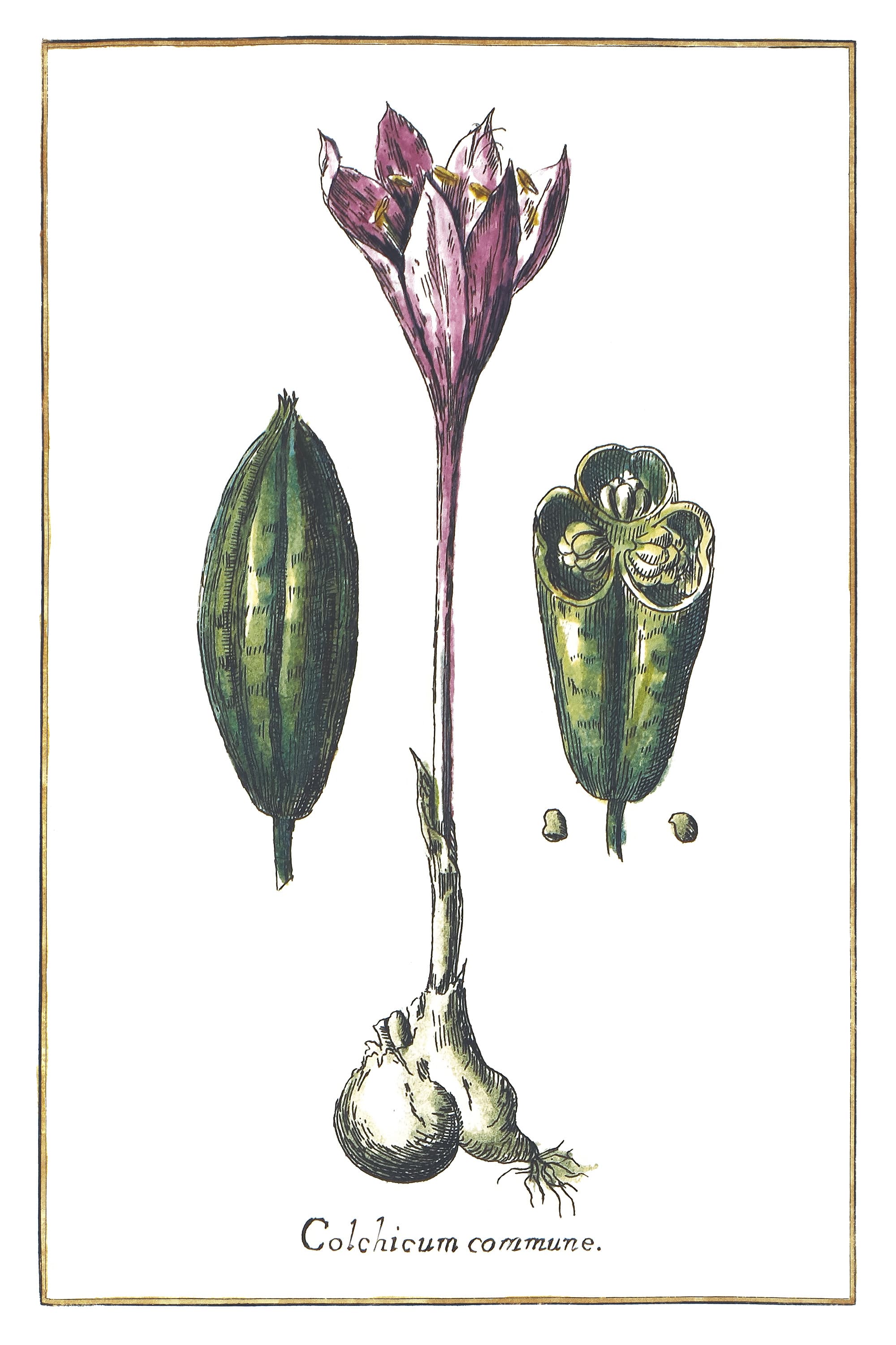 Colchicum